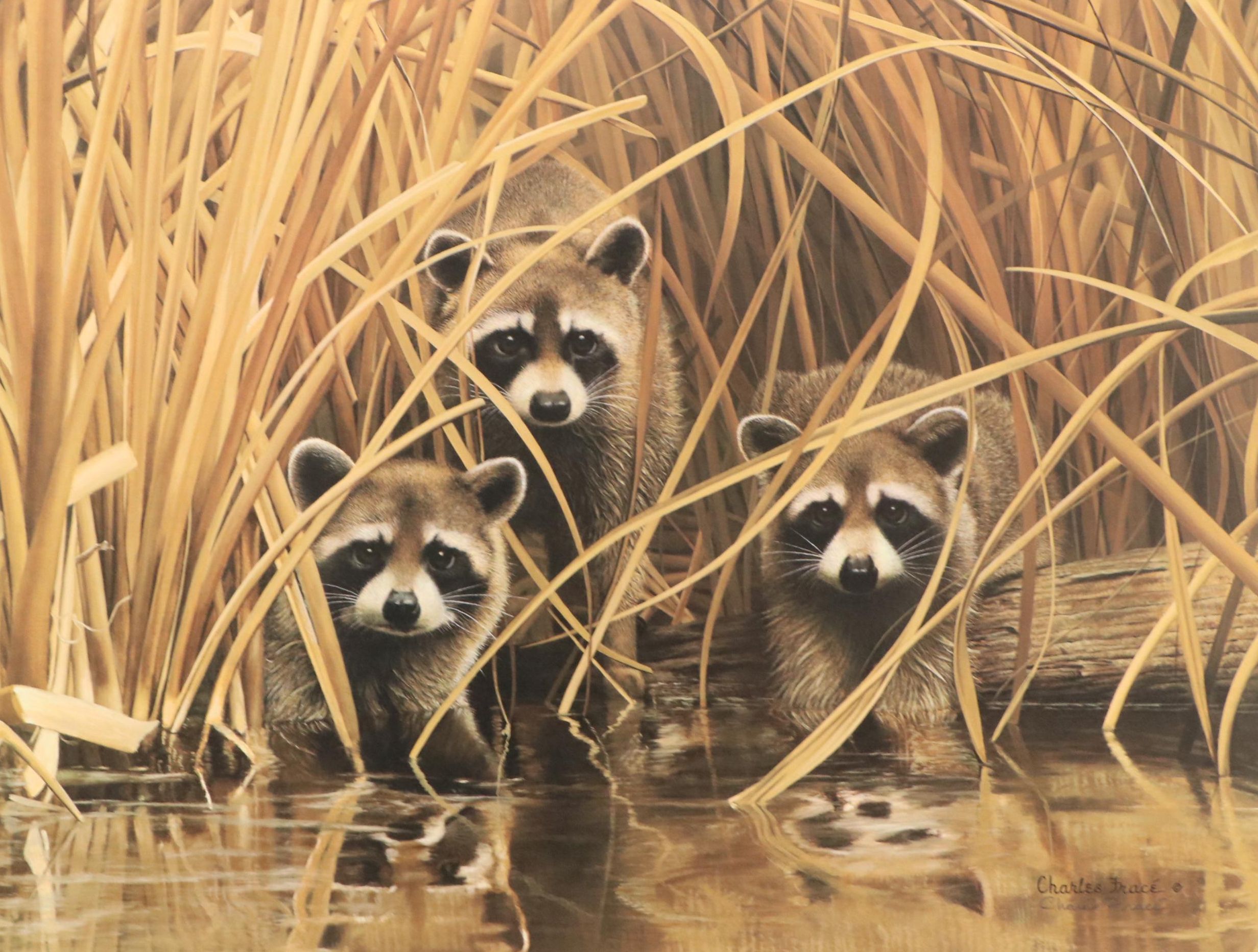 Charles Fracé Offset Lithograph "Raccoon," Circa 1978