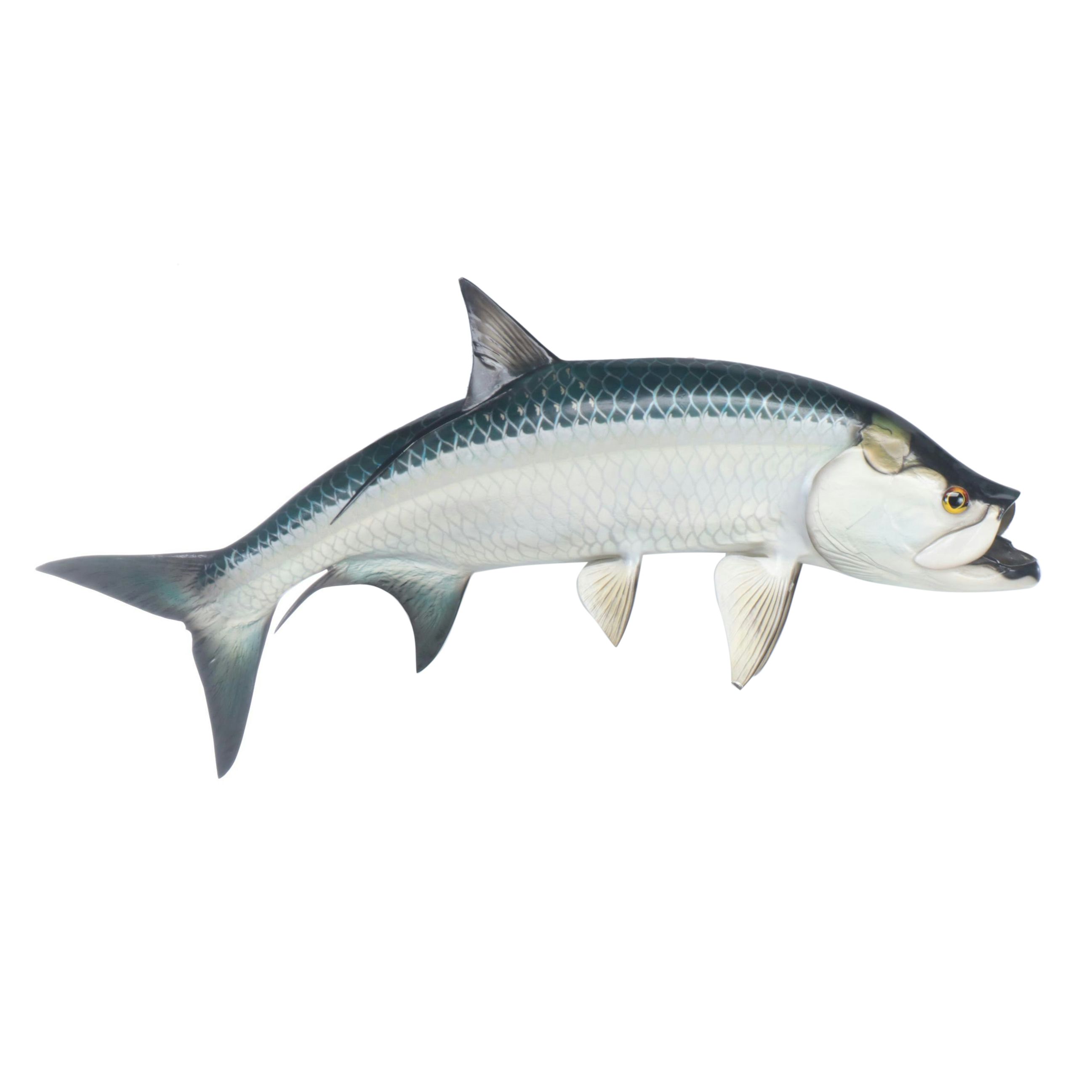 Atlantic Tarpon Fiberglass Gamefish Trophy Wall Mount