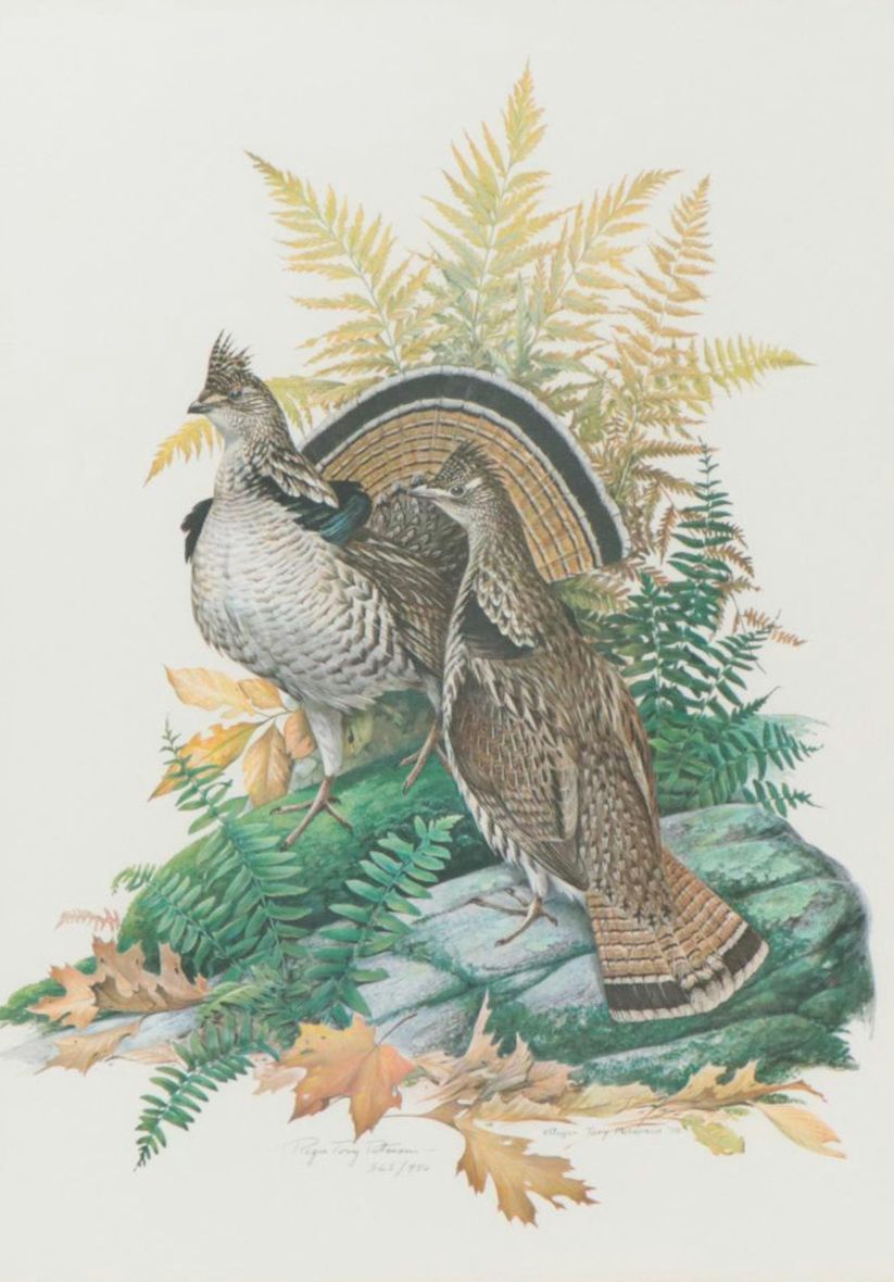 Roger Tory Peterson Offset Lithograph "Ruffed Grouse"