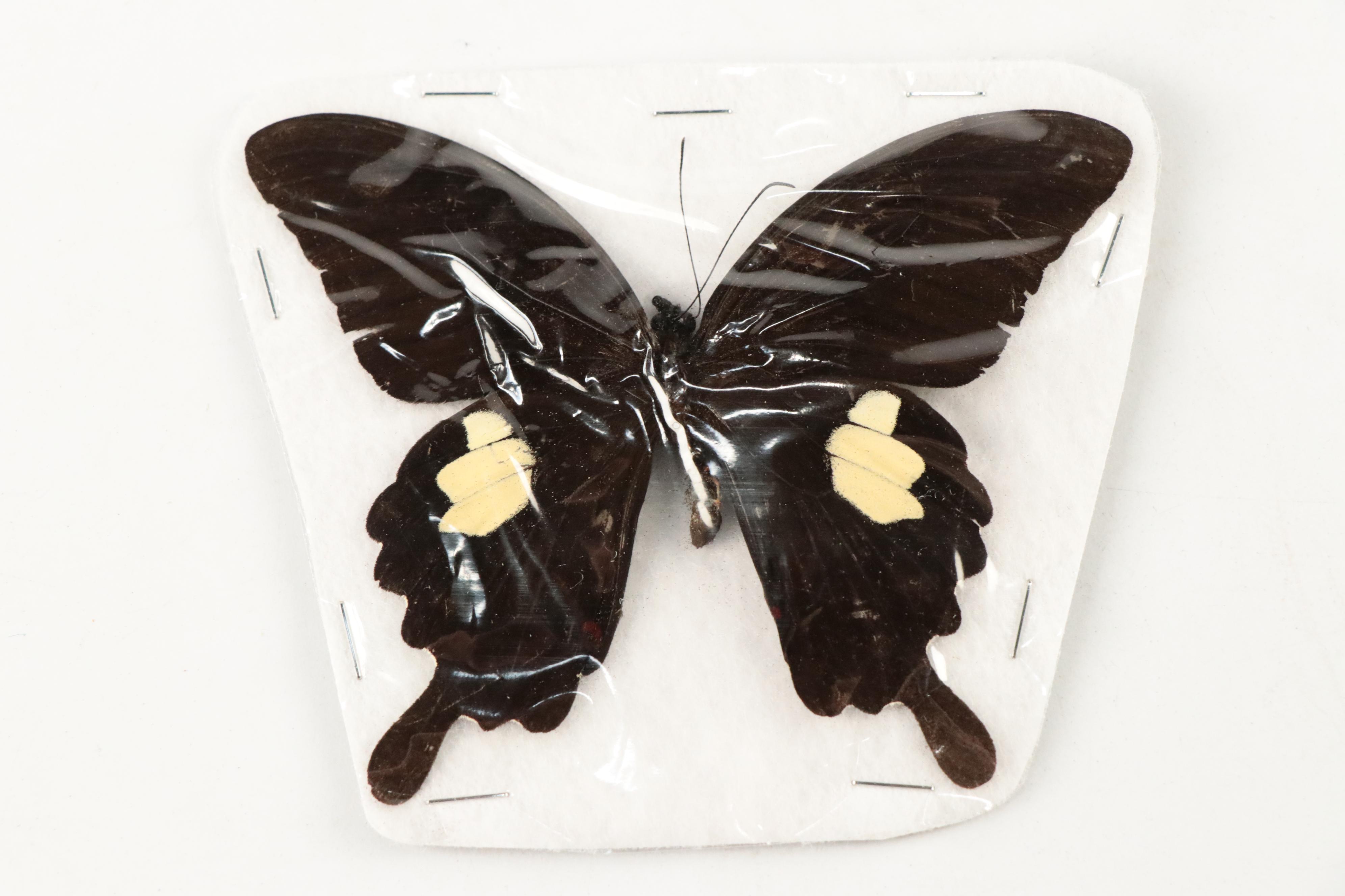 Taxidermy Red Helens, Great Mormon, Other Butterfly, Cicada and Moth Specimens