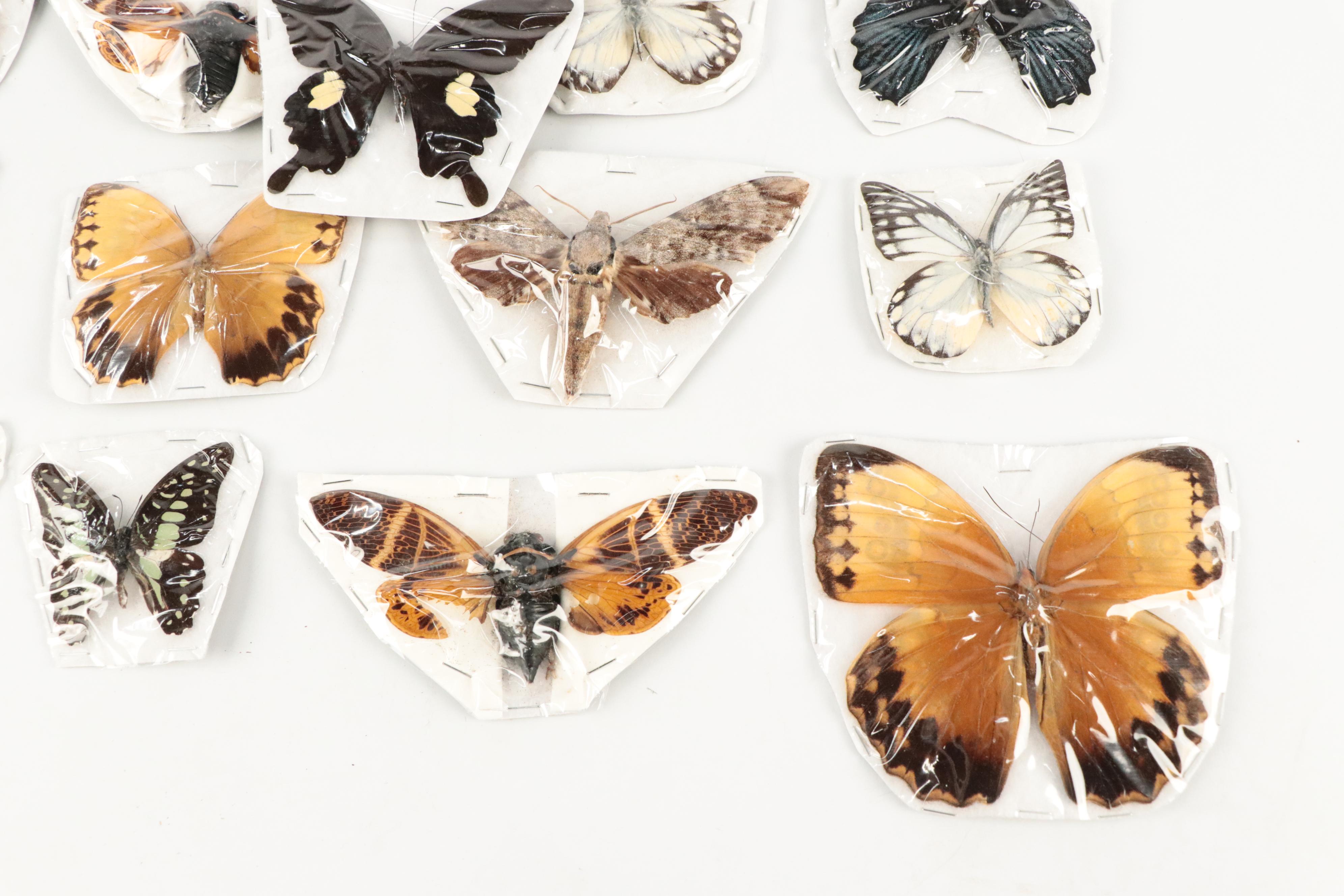 Taxidermy Red Helens, Great Mormon, Other Butterfly, Cicada and Moth Specimens