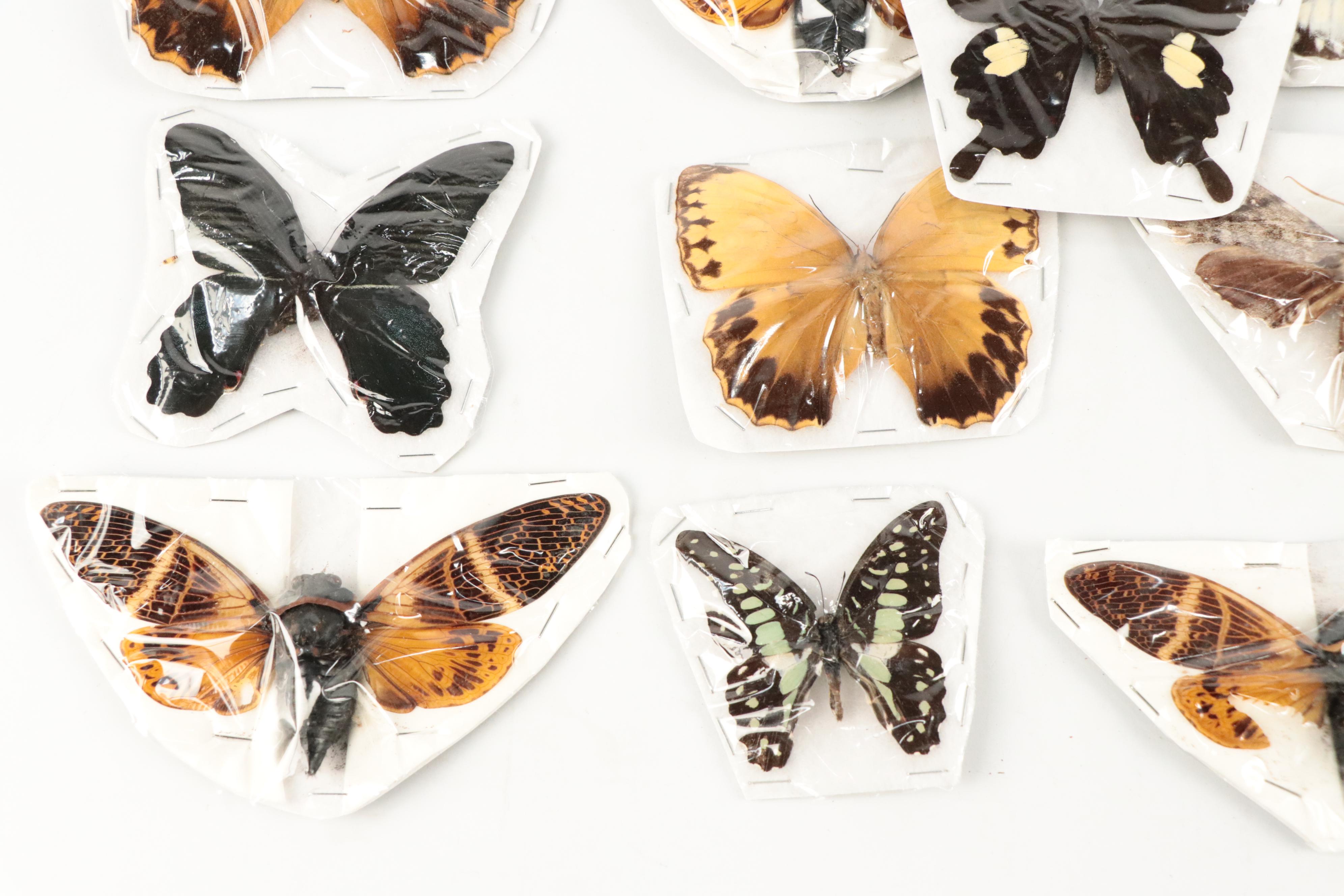 Taxidermy Red Helens, Great Mormon, Other Butterfly, Cicada and Moth Specimens