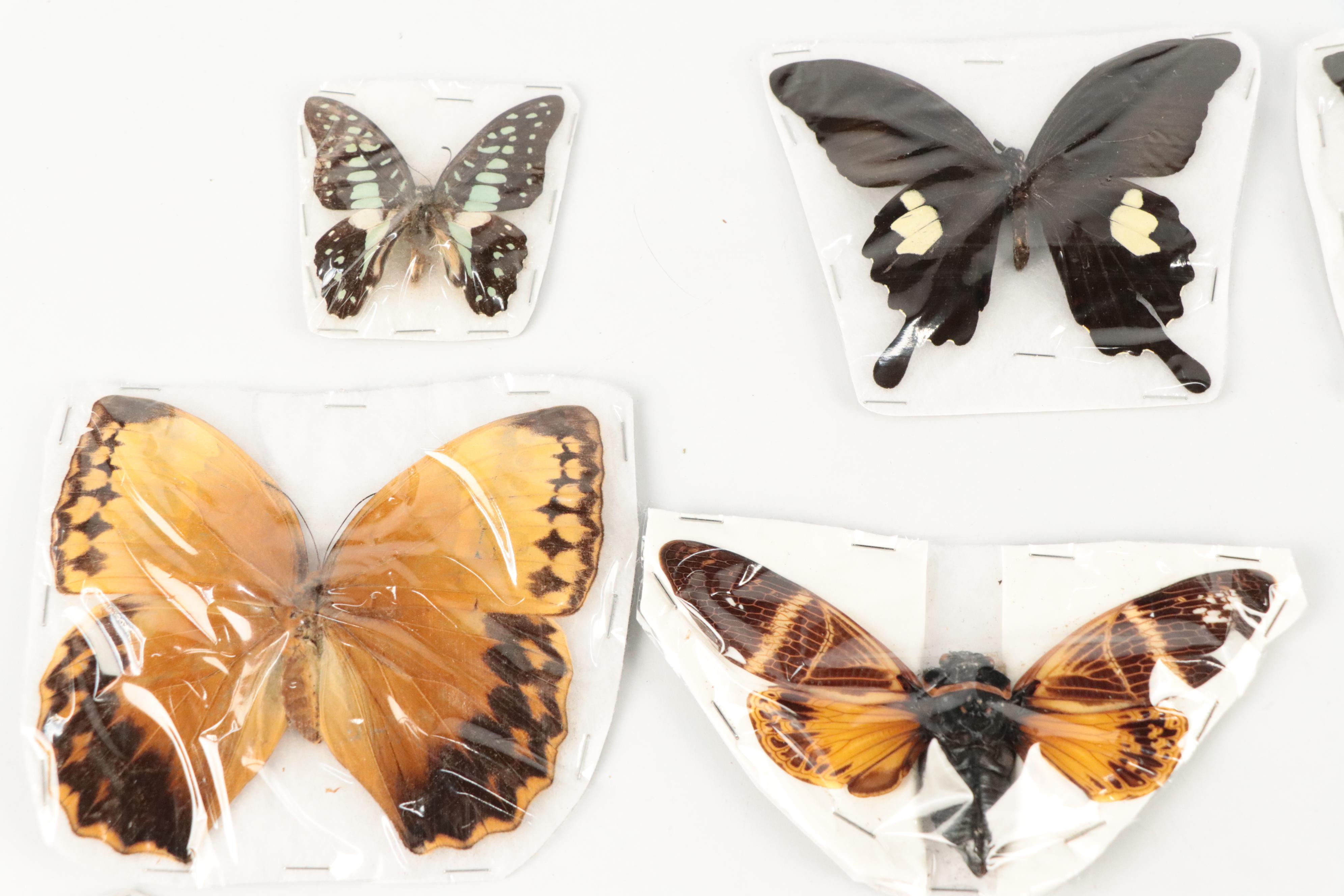 Taxidermy Red Helens, Great Mormon, Other Butterfly, Cicada and Moth Specimens