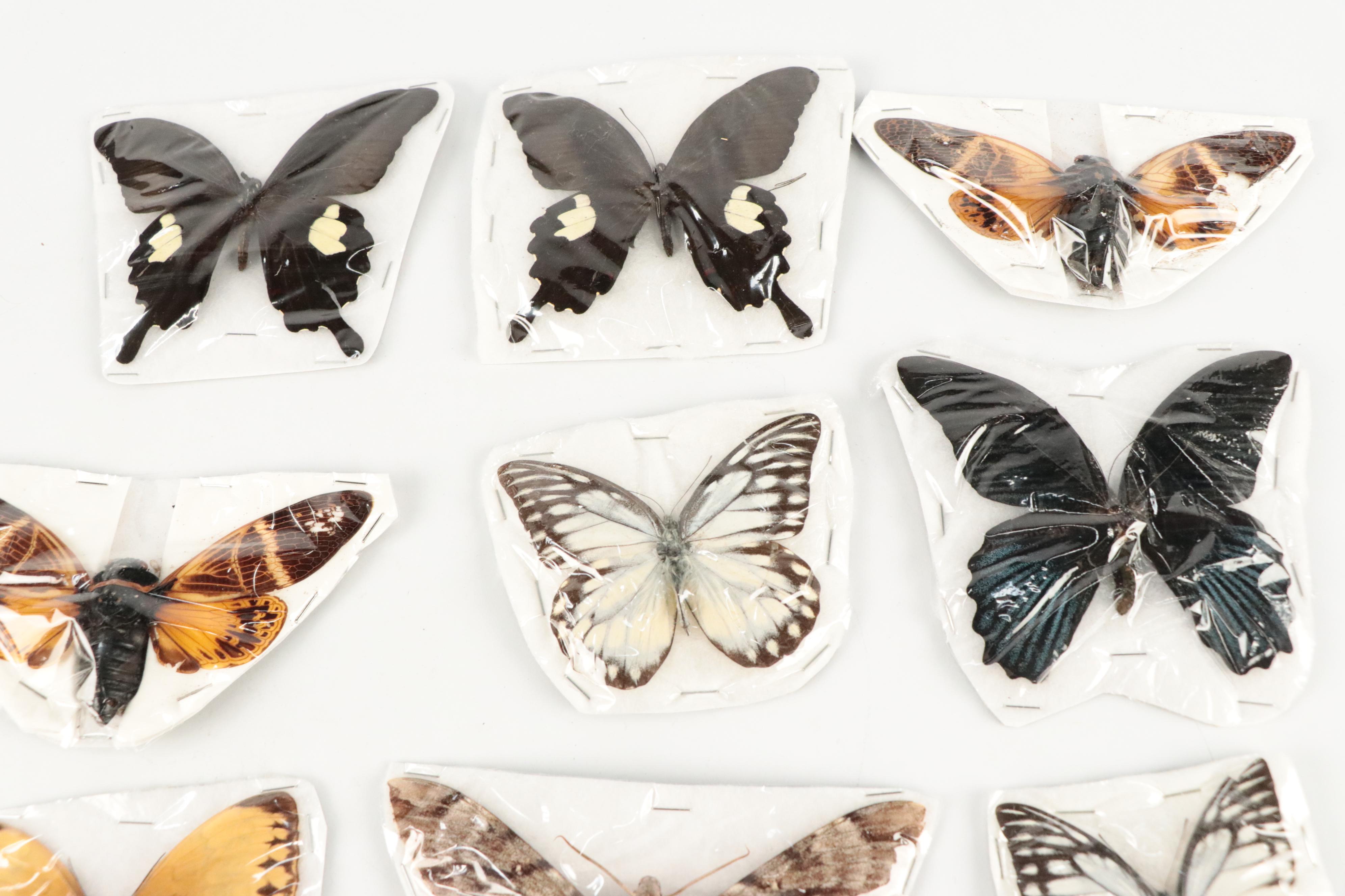 Taxidermy Red Helens, Great Mormon, Other Butterfly, Cicada and Moth Specimens