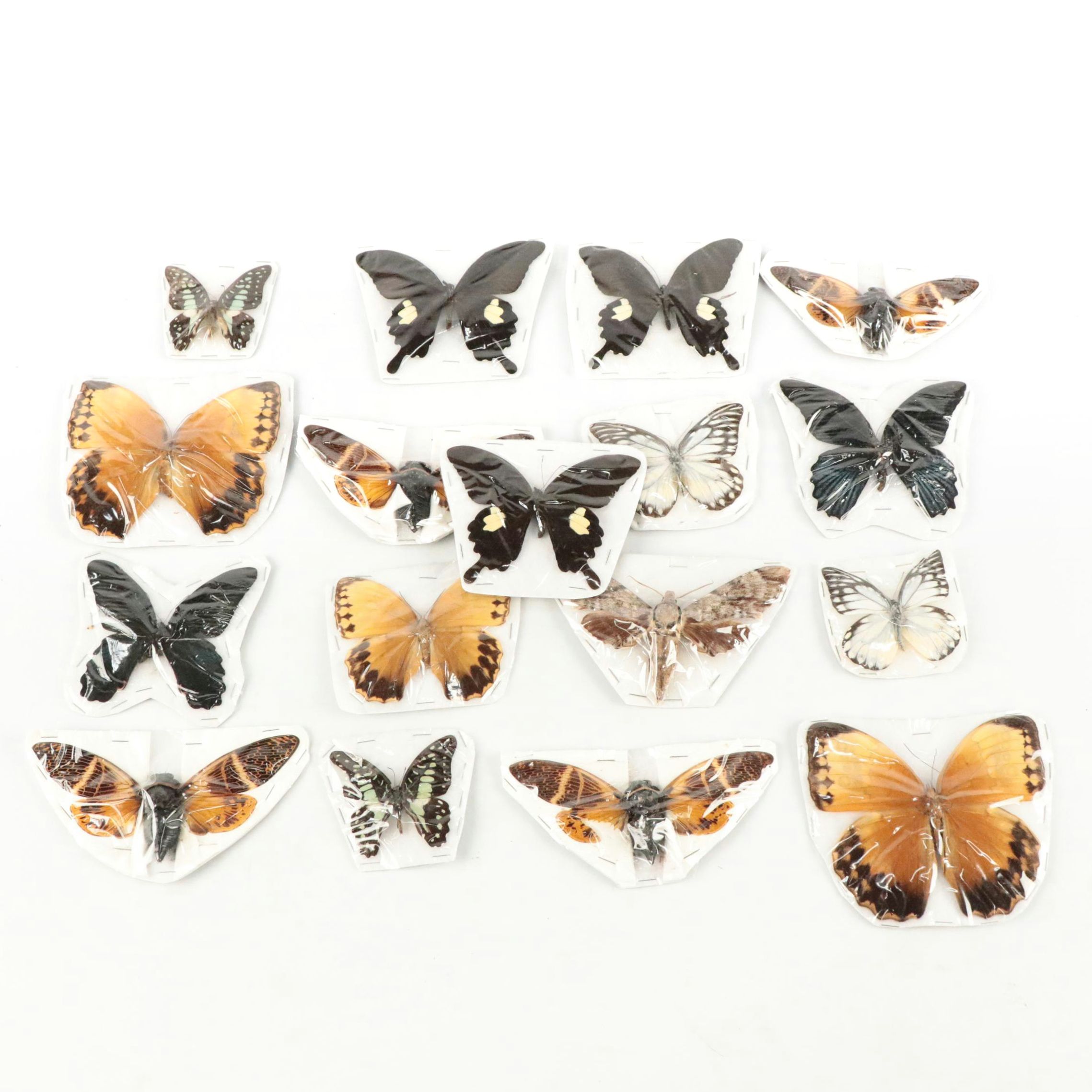 Taxidermy Red Helens, Great Mormon, Other Butterfly, Cicada and Moth Specimens