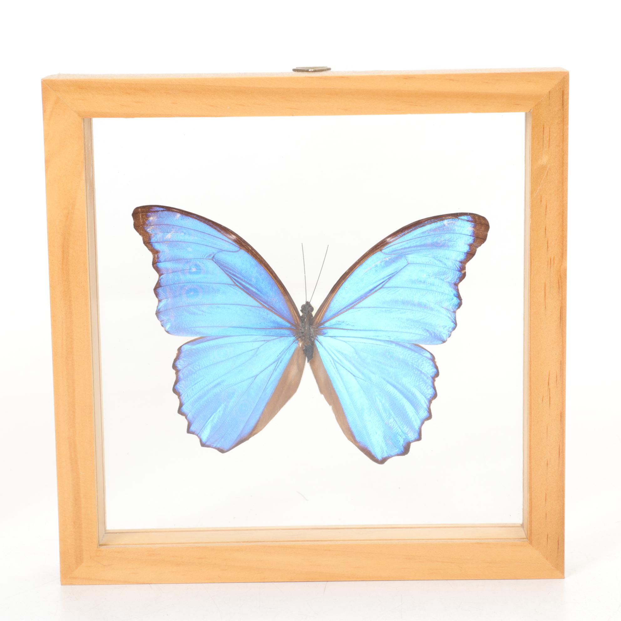 Taxidermy Giant Blue Morpho, Orange Barred Sulphur, Swordtail & More Butterflies