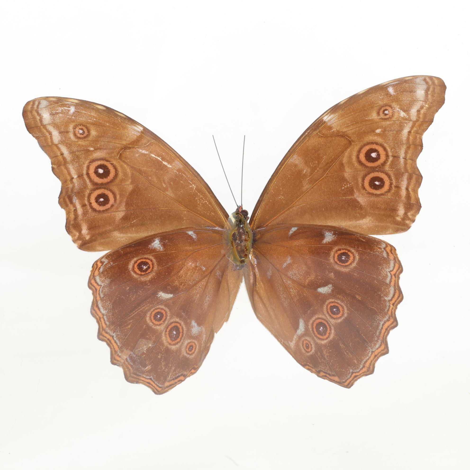 Taxidermy Giant Blue Morpho, Orange Barred Sulphur, Swordtail & More Butterflies