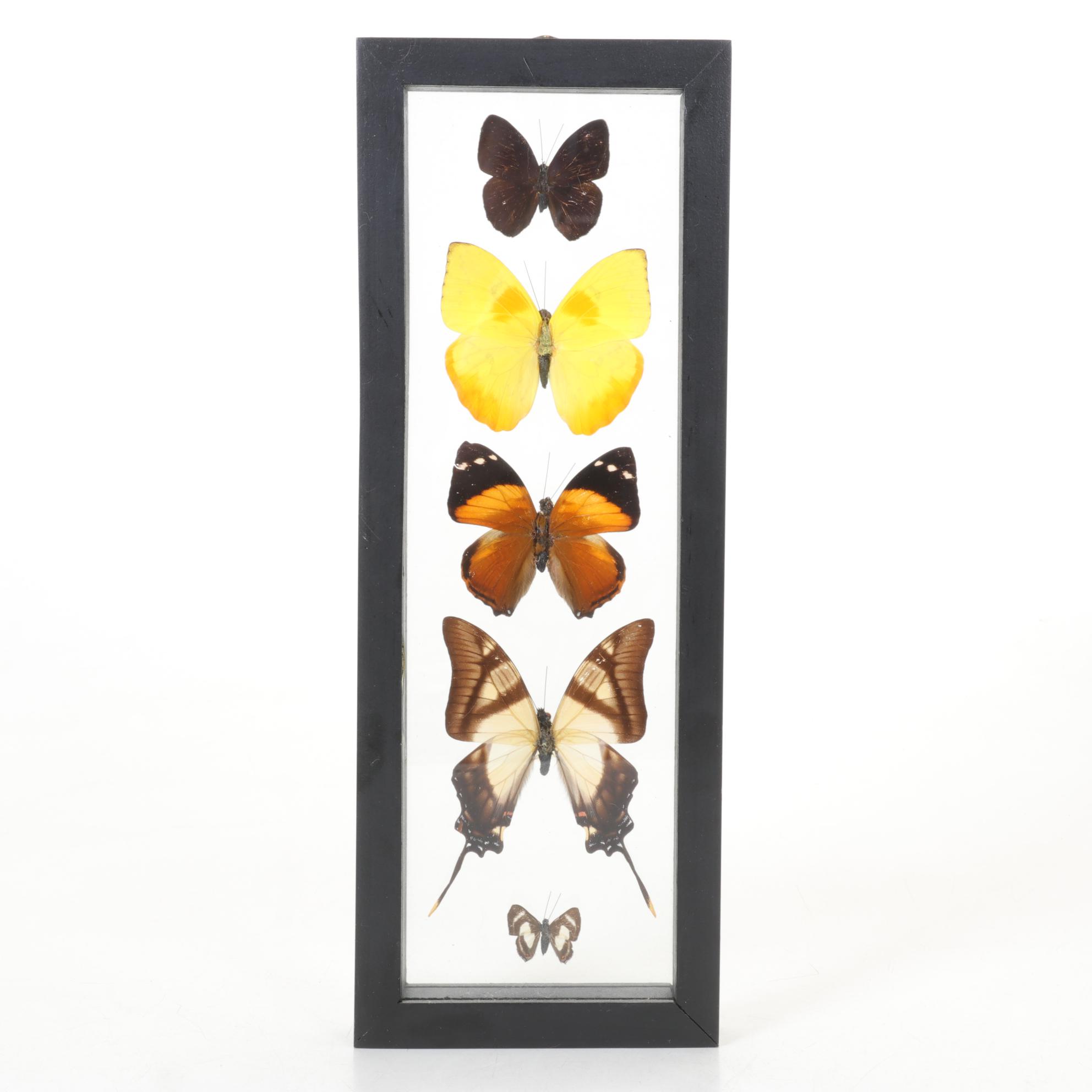 Taxidermy Giant Blue Morpho, Orange Barred Sulphur, Swordtail & More Butterflies