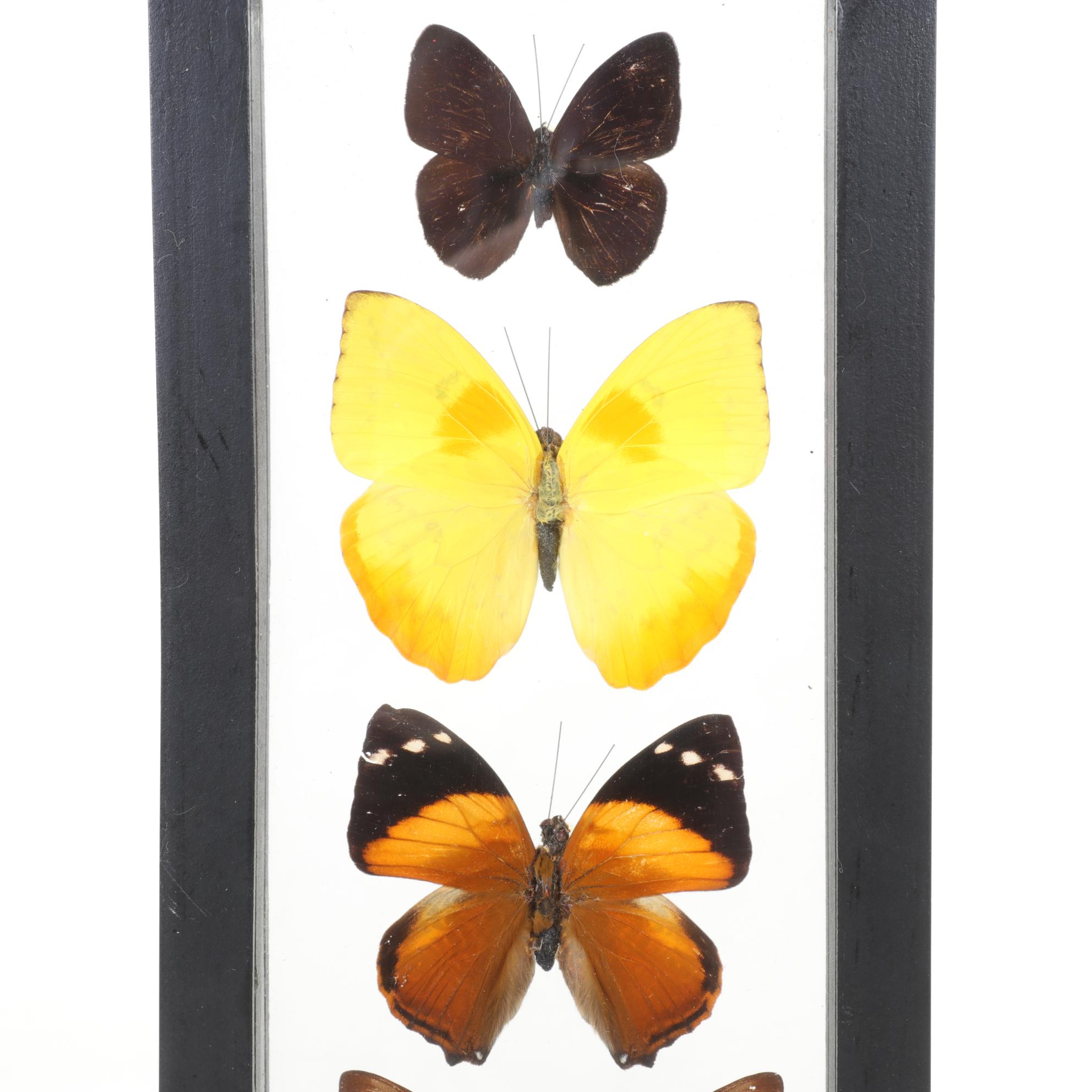Taxidermy Giant Blue Morpho, Orange Barred Sulphur, Swordtail & More Butterflies