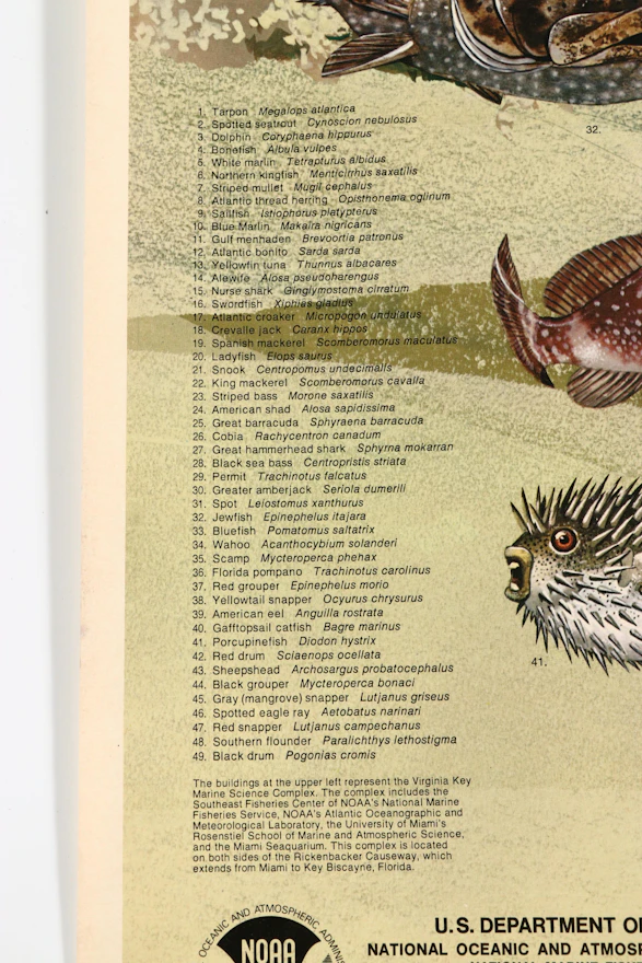 NOAA Icthyological Poster "Marine Fishes of the Gulf and South Atlantic ...