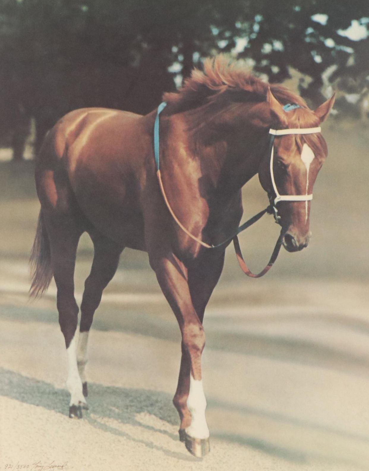 Tony Leonard Offset Lithograph "Secretariat: At the Belmont," 1973