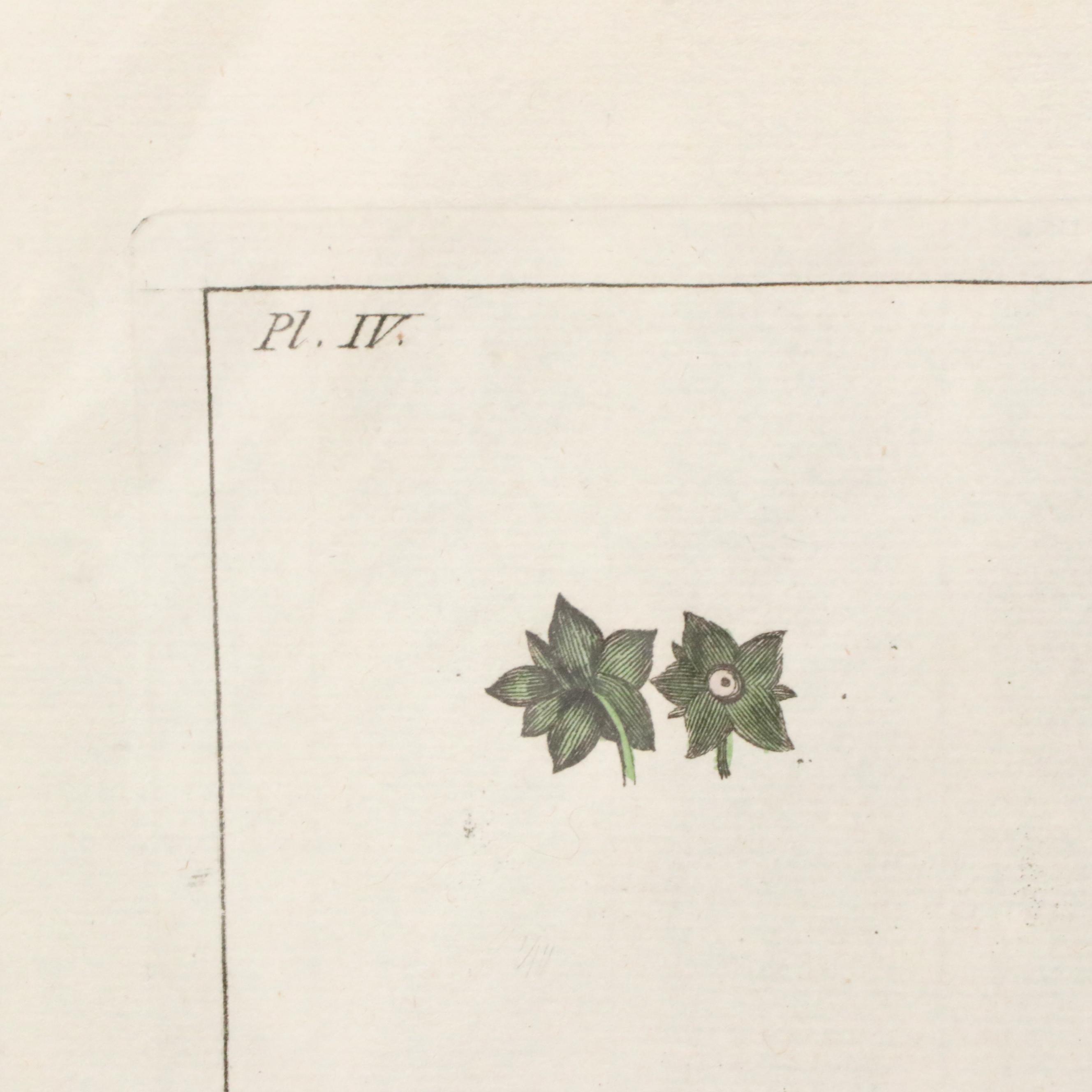 Botanical Hand-Colored Engraving After Pierre-Joseph Buchoz