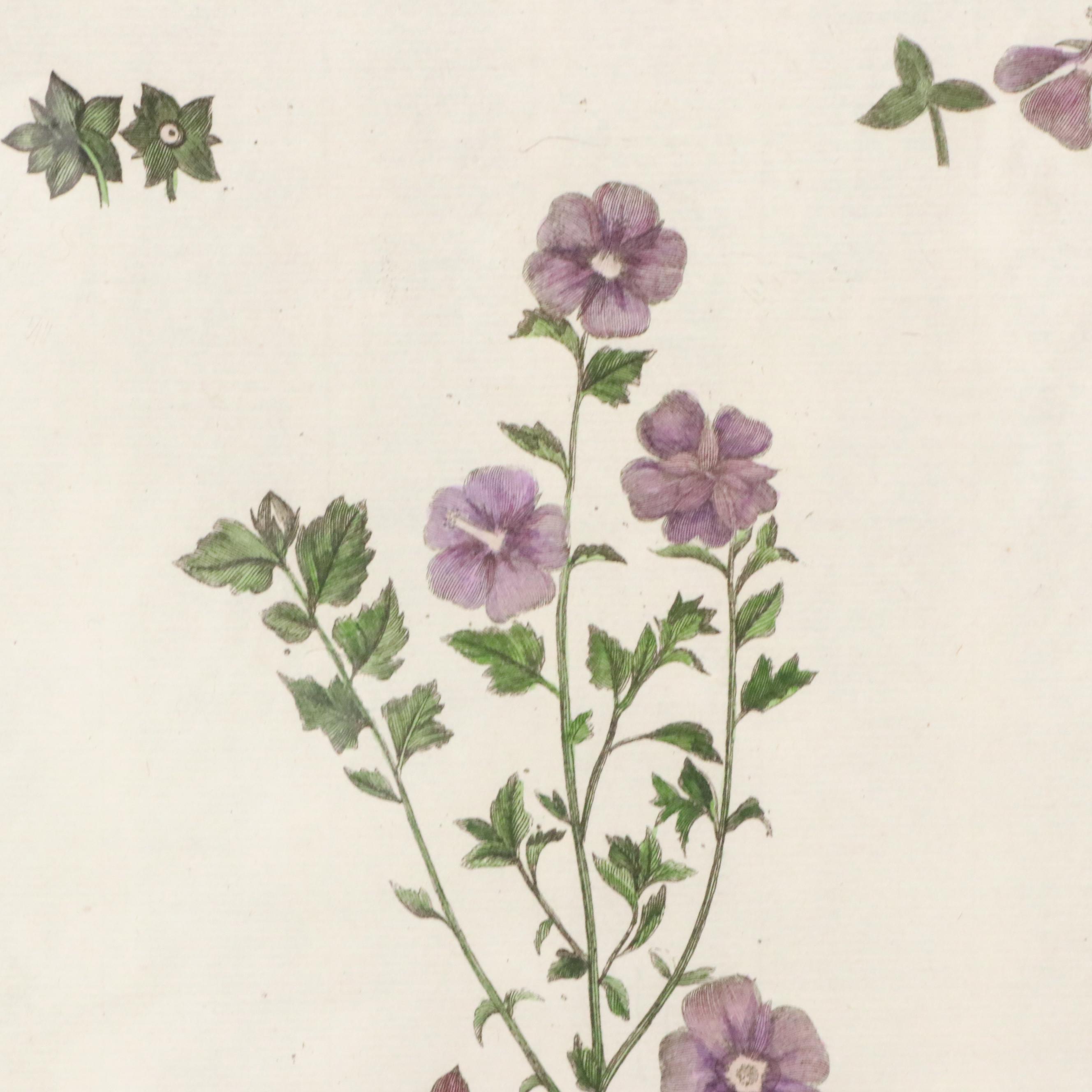 Botanical Hand-Colored Engraving After Pierre-Joseph Buchoz