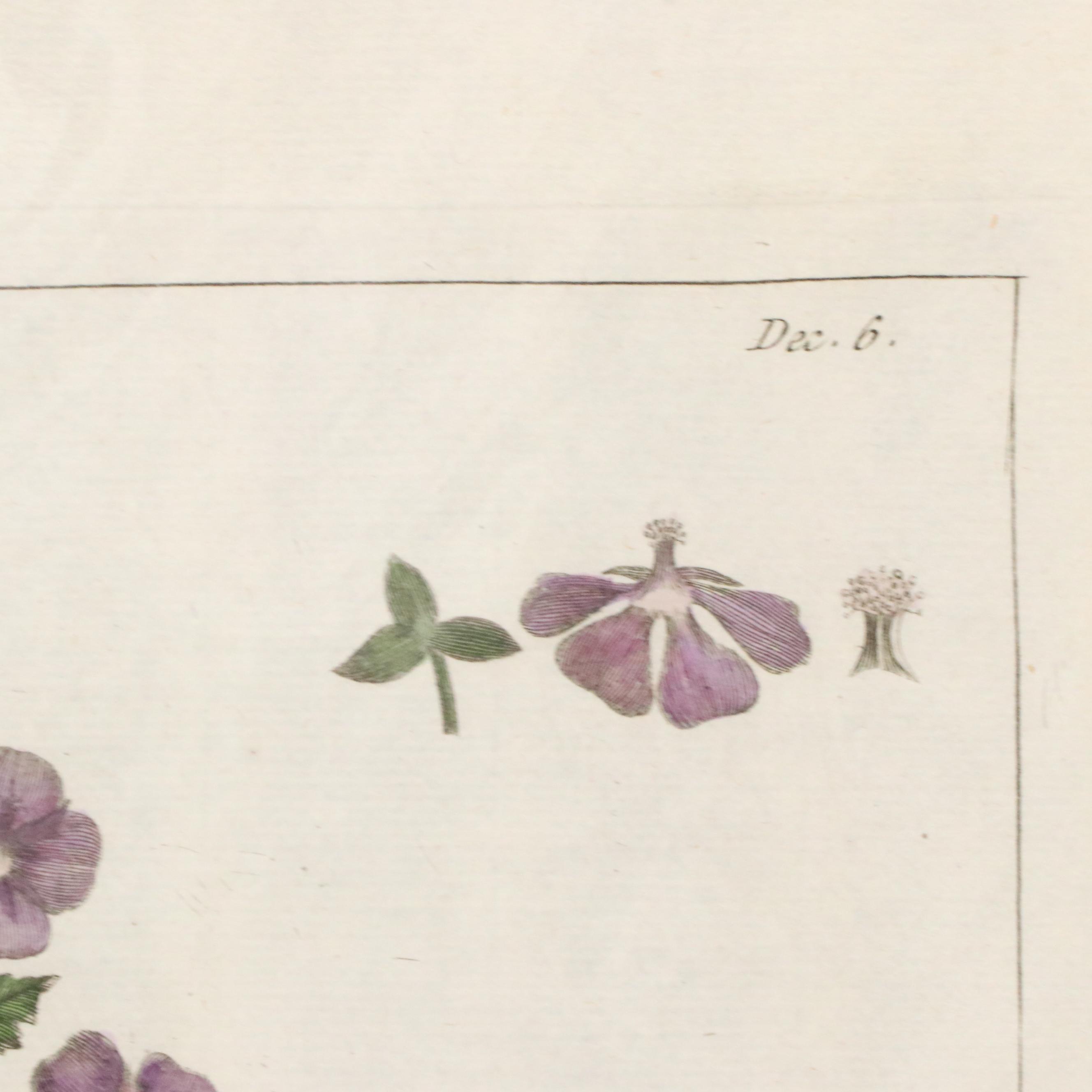 Botanical Hand-Colored Engraving After Pierre-Joseph Buchoz