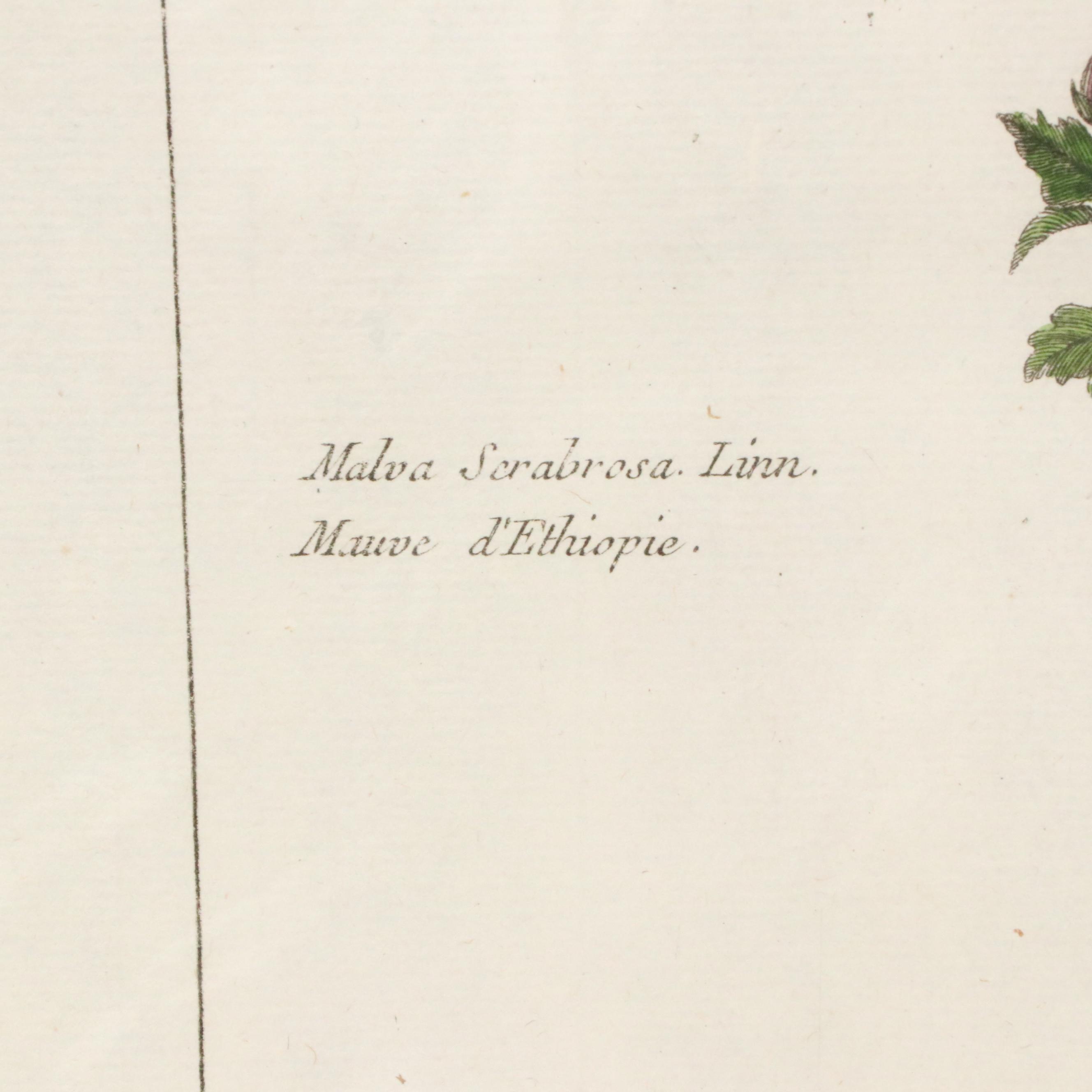 Botanical Hand-Colored Engraving After Pierre-Joseph Buchoz