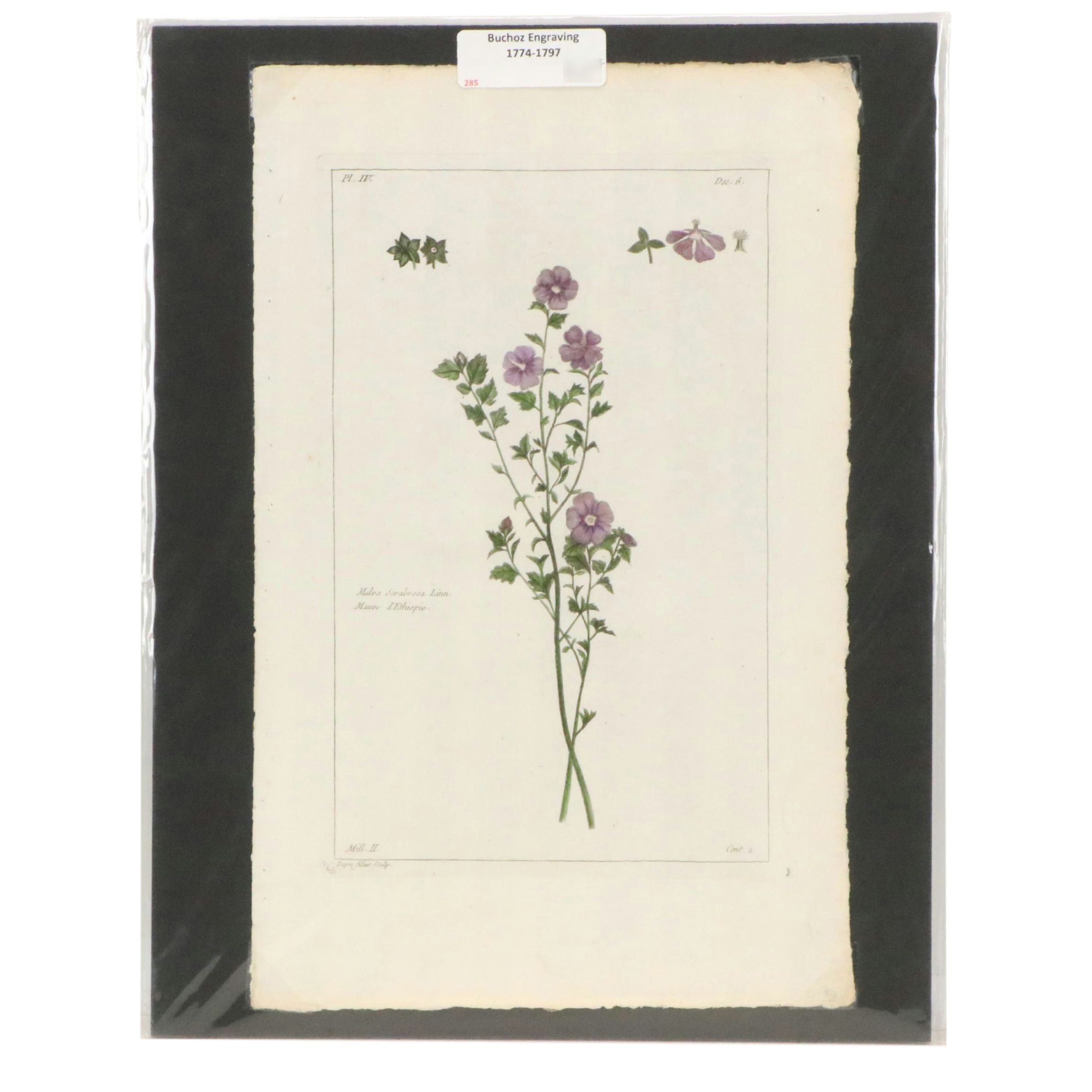 Botanical Hand-Colored Engraving After Pierre-Joseph Buchoz