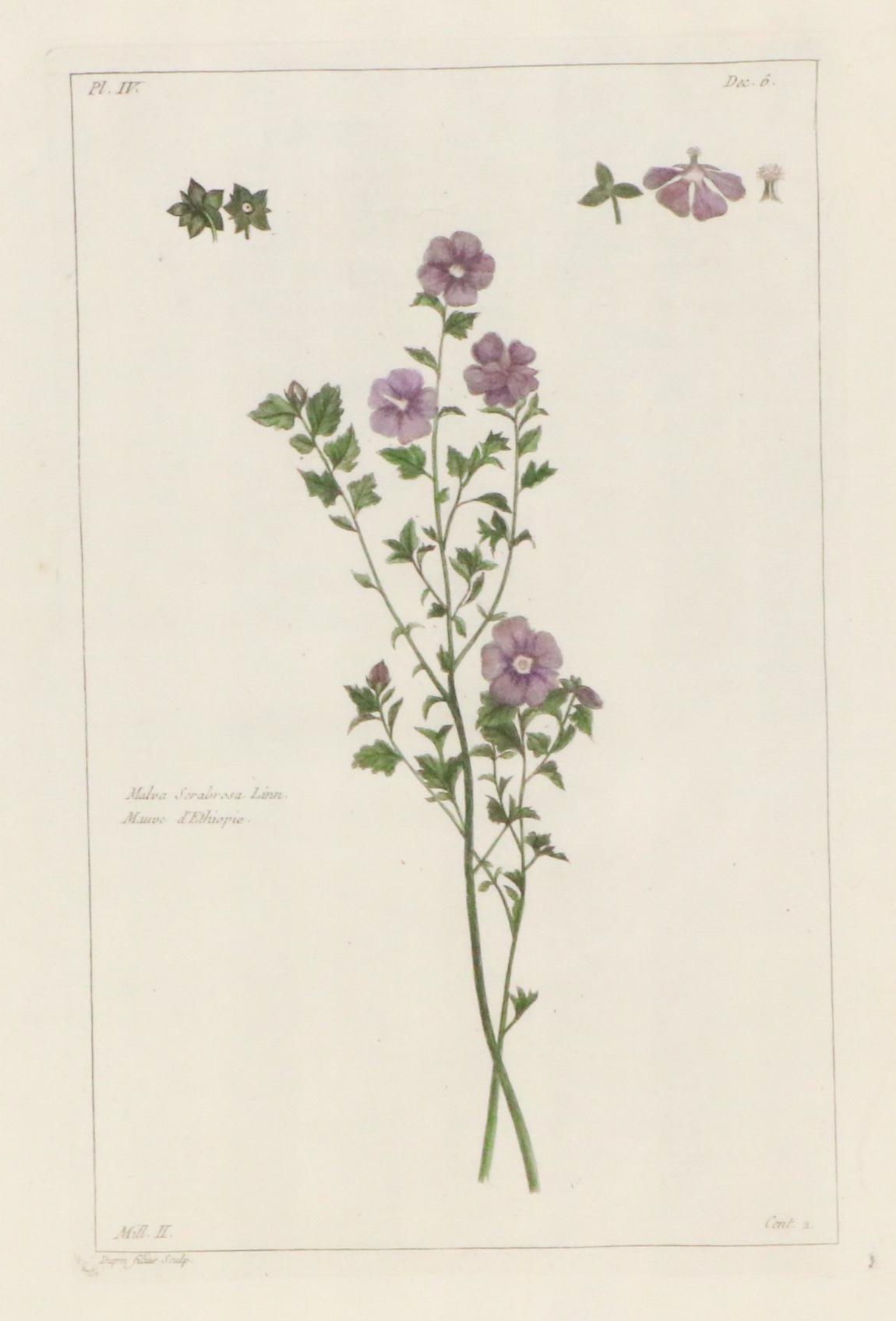 Botanical Hand-Colored Engraving After Pierre-Joseph Buchoz