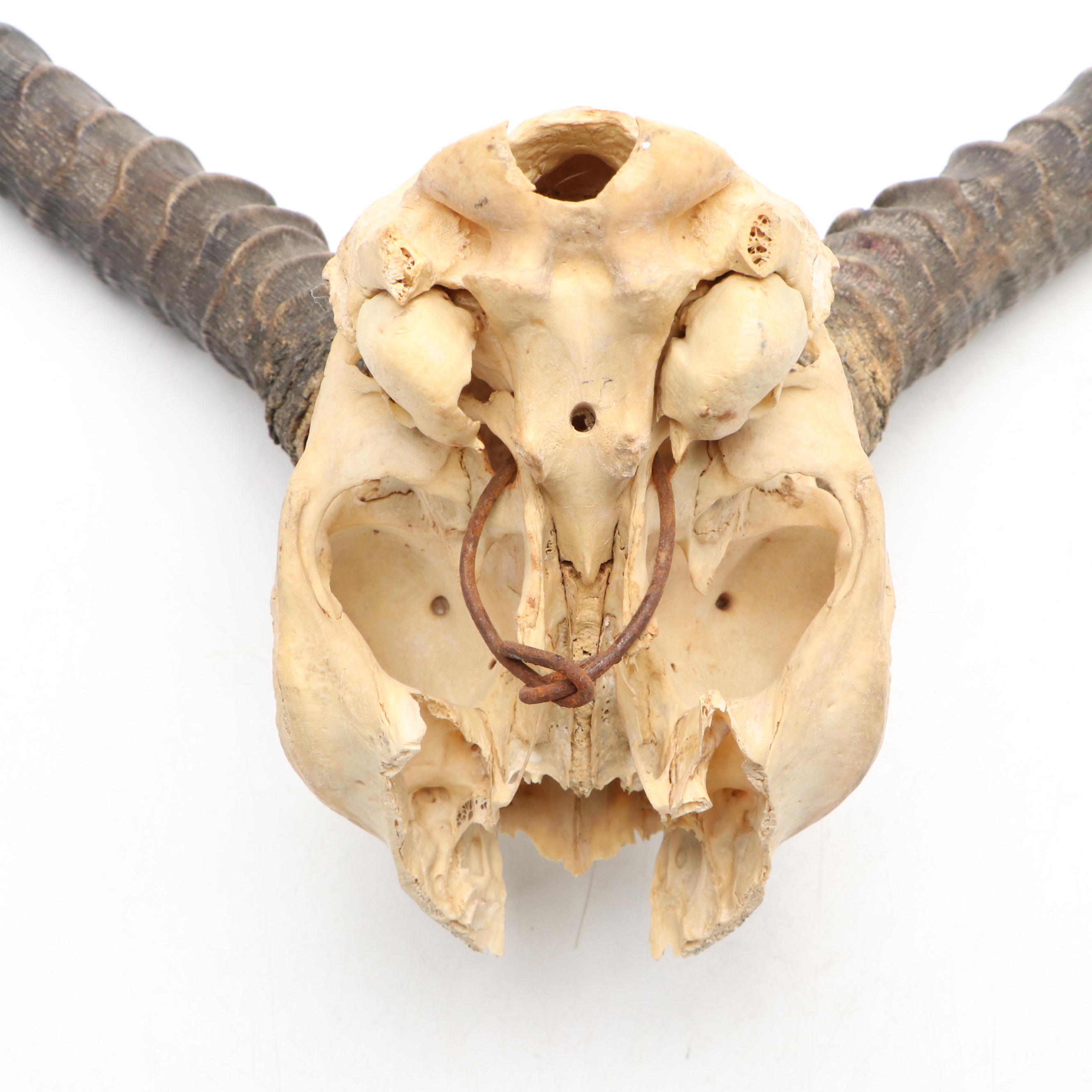 Taxidermy African Impala Horns and Partial Skull