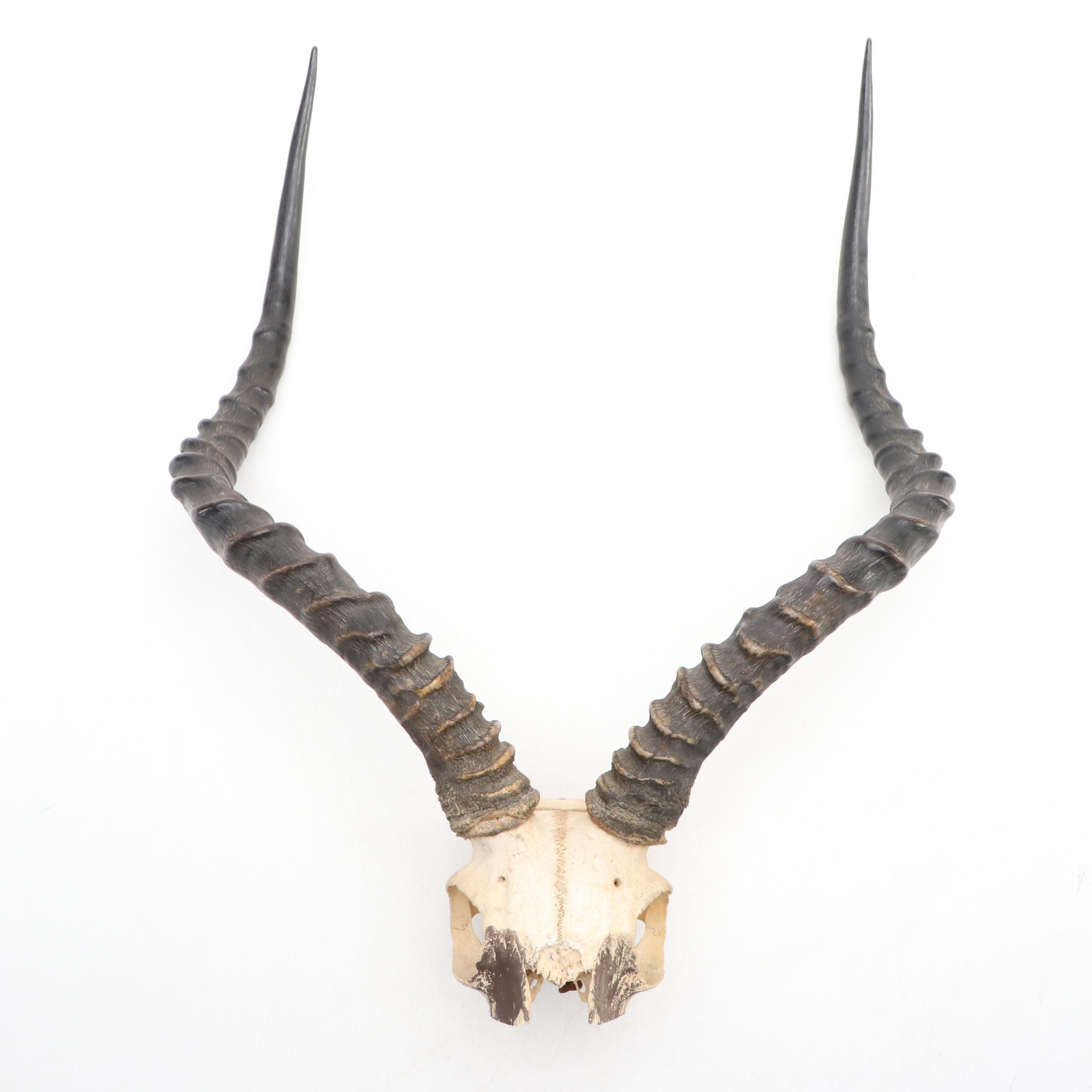 Taxidermy African Impala Horns and Partial Skull