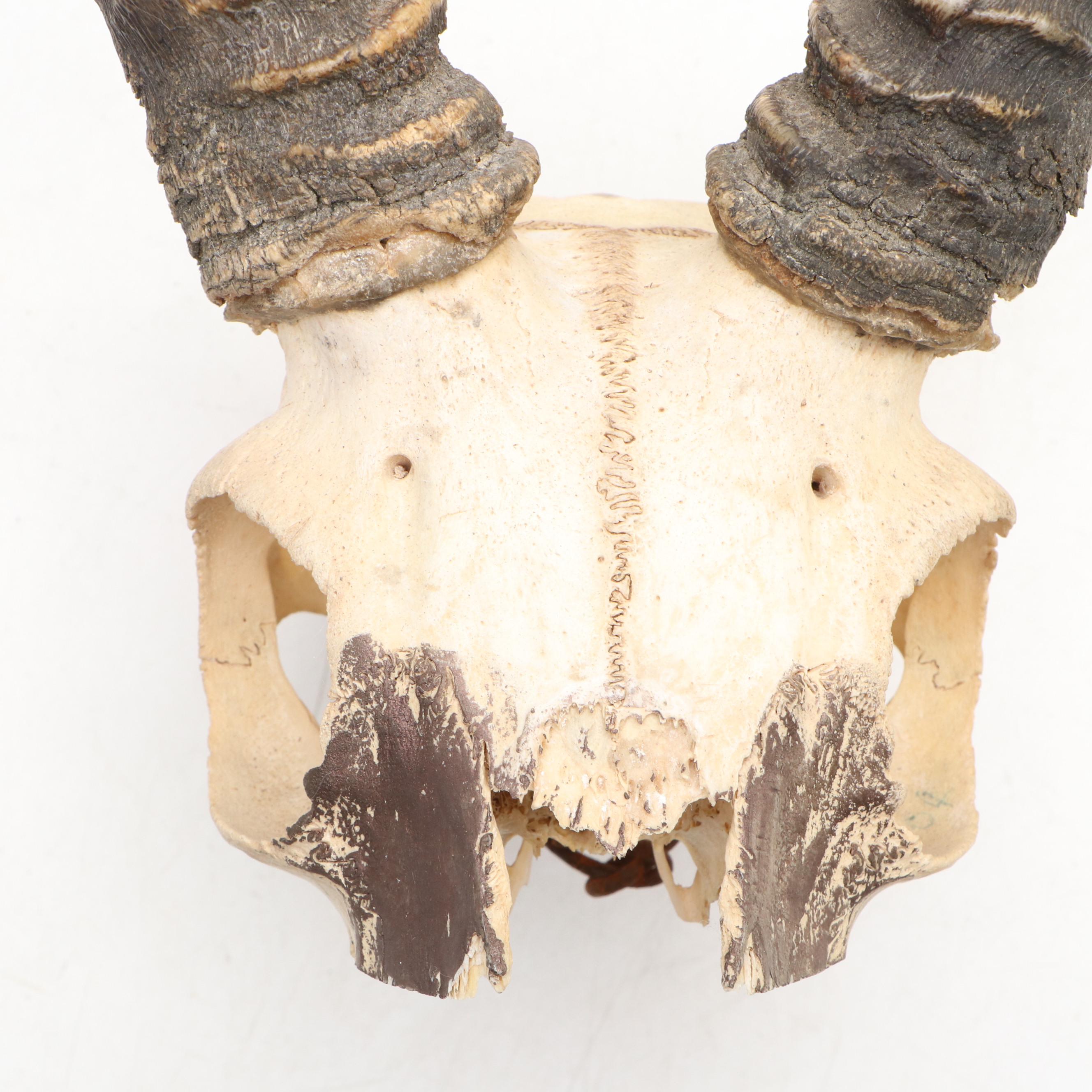 Taxidermy African Impala Horns and Partial Skull