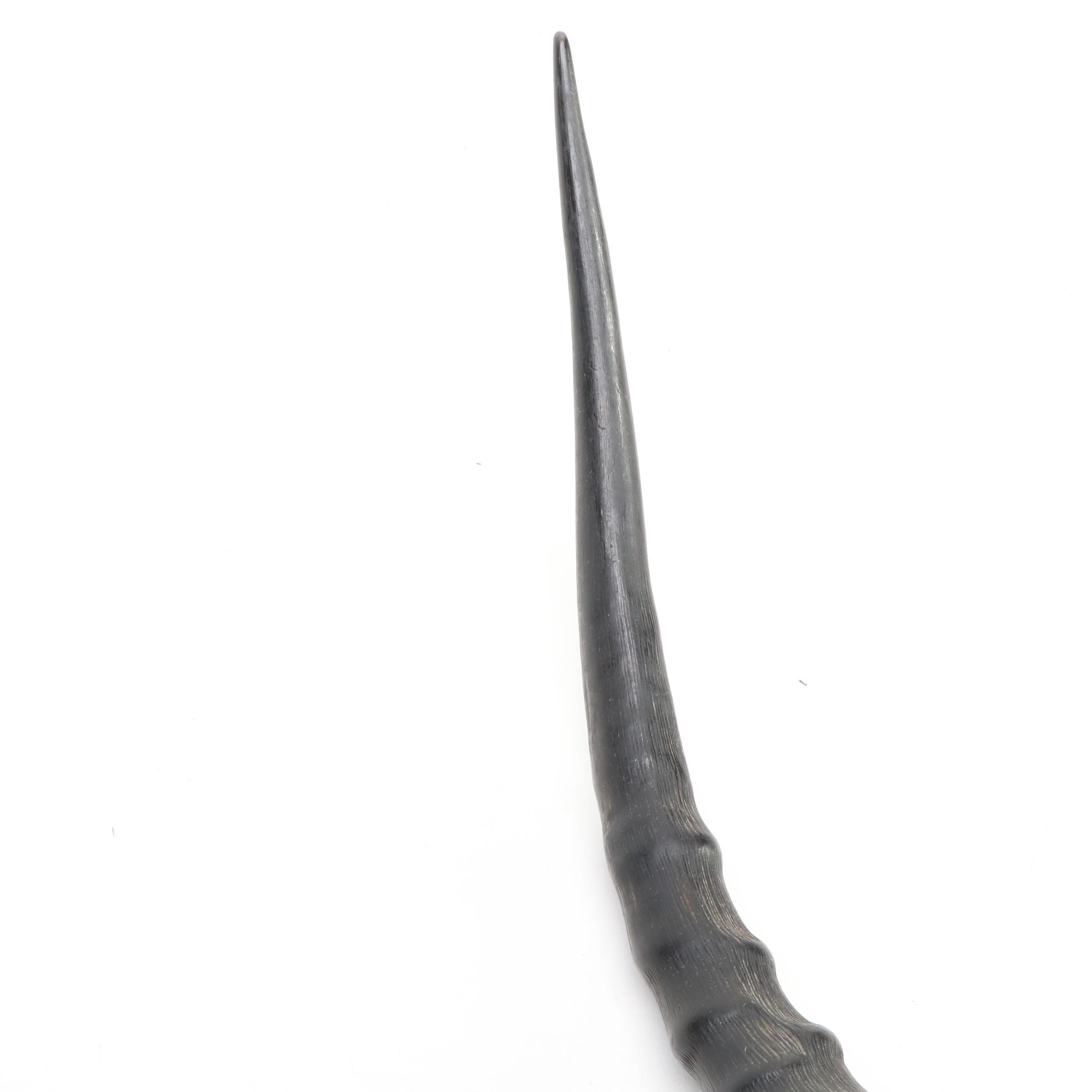 Taxidermy African Impala Horns and Partial Skull