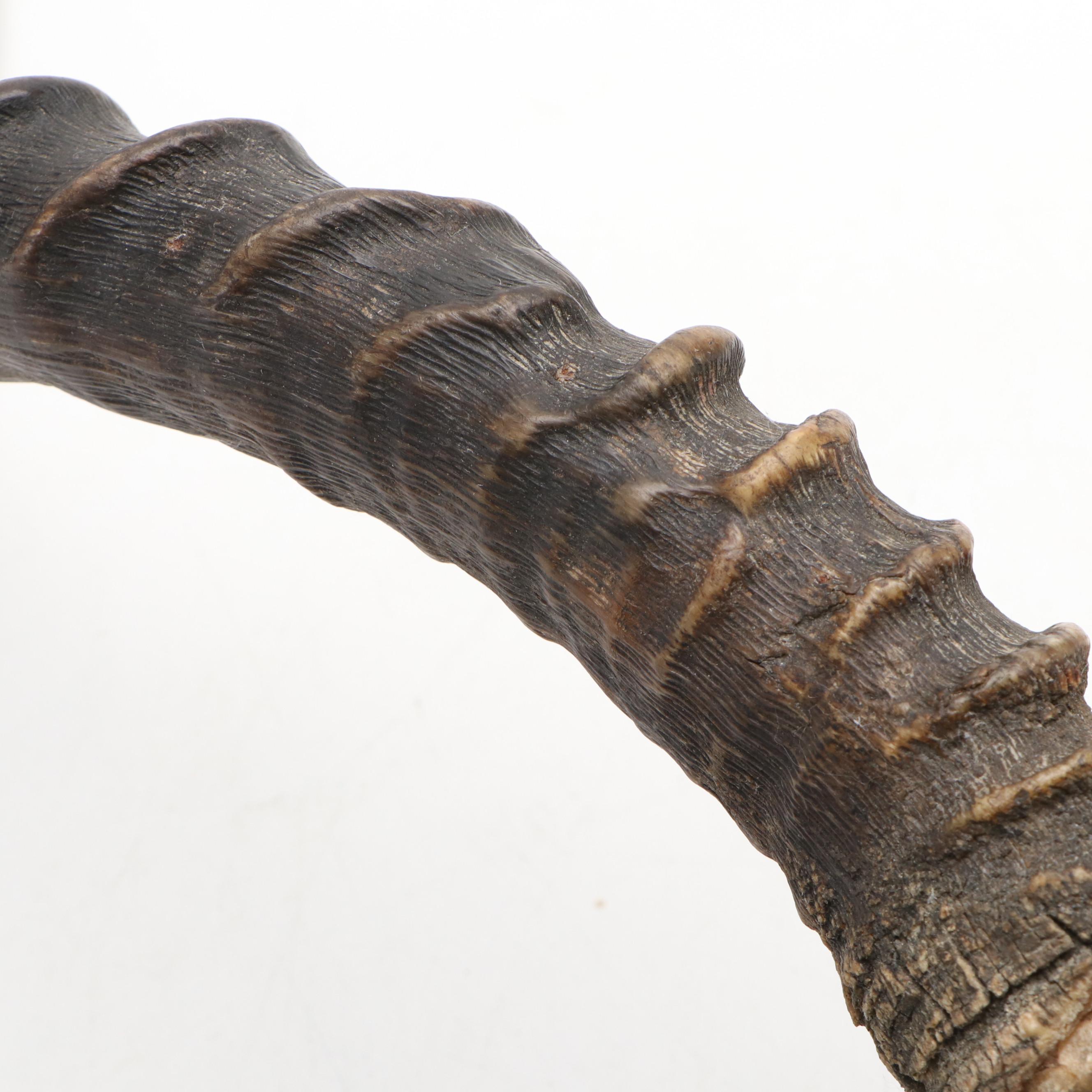 Taxidermy African Impala Horns and Partial Skull