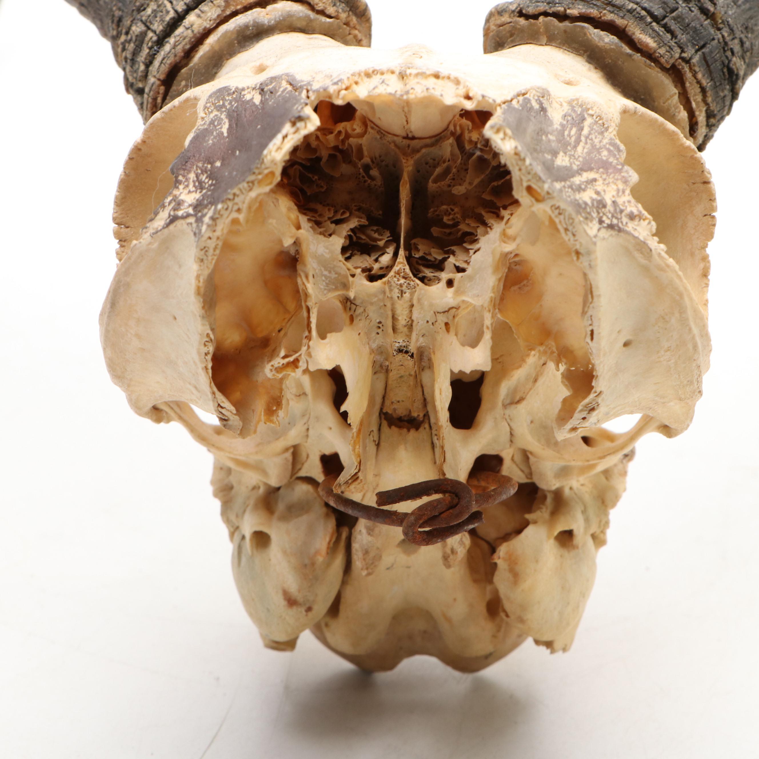 Taxidermy African Impala Horns and Partial Skull