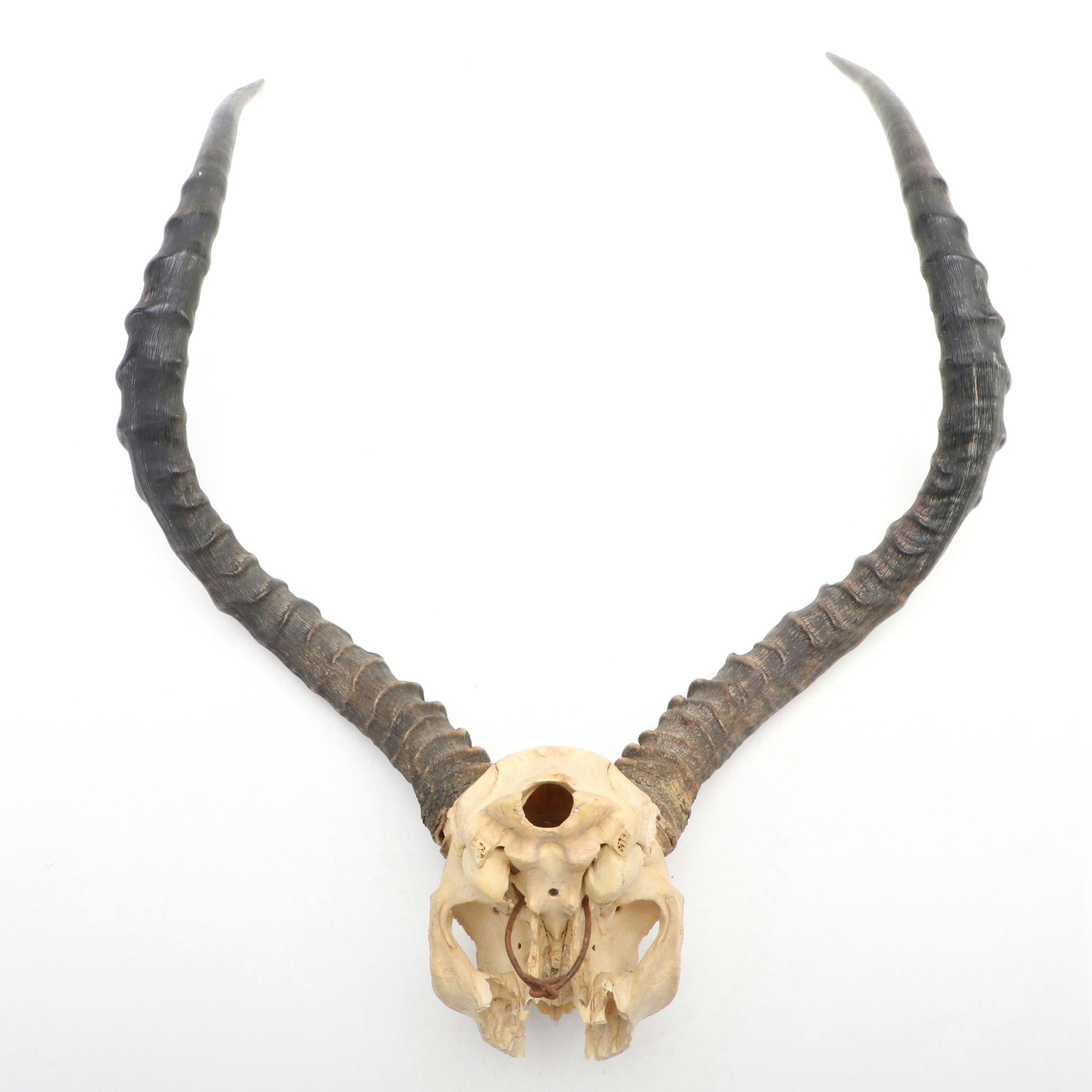 Taxidermy African Impala Horns and Partial Skull