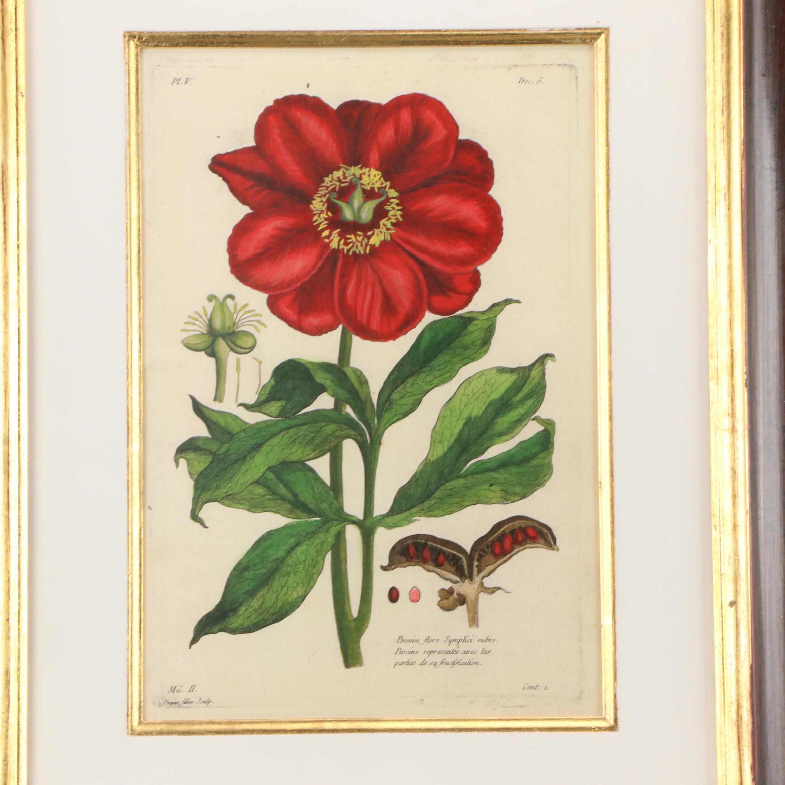 Botanical Digital Prints After Pierre-Joseph Buchoz