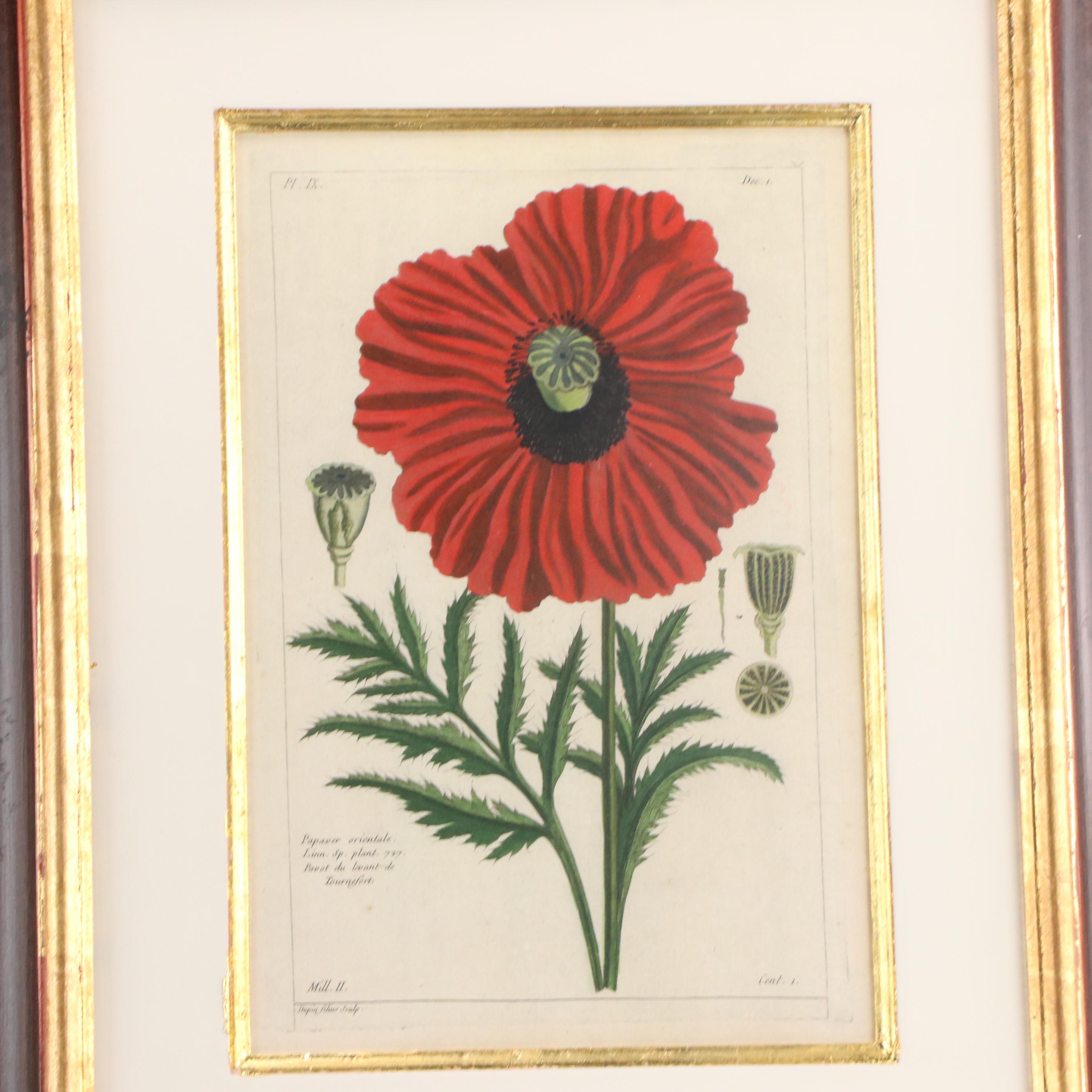 Botanical Digital Prints After Pierre-Joseph Buchoz