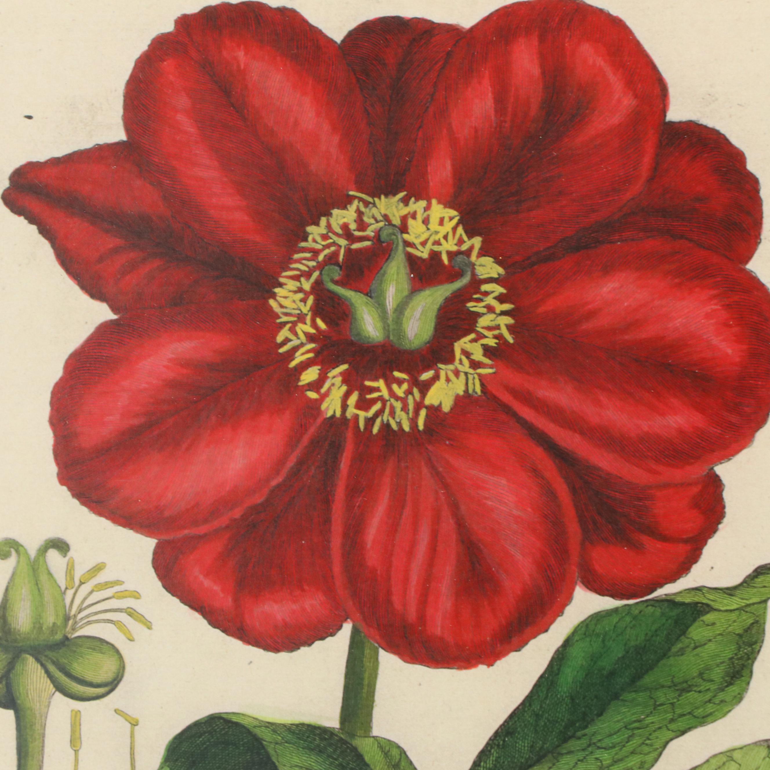 Botanical Digital Prints After Pierre-Joseph Buchoz