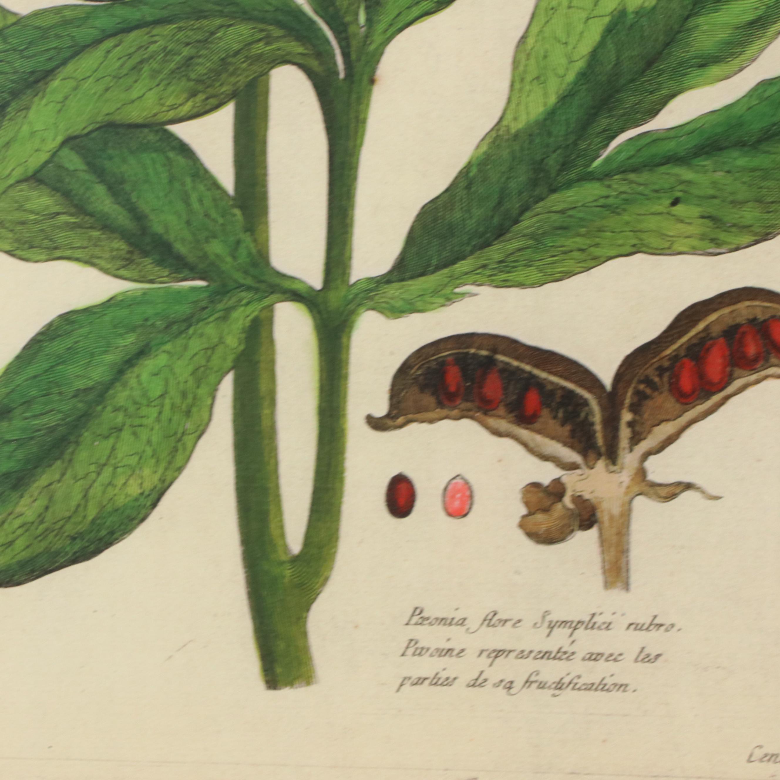 Botanical Digital Prints After Pierre-Joseph Buchoz