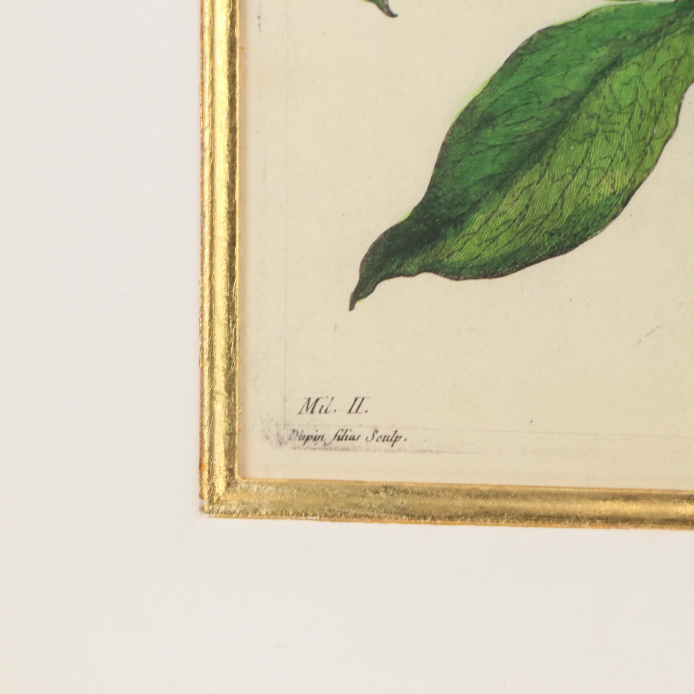 Botanical Digital Prints After Pierre-Joseph Buchoz