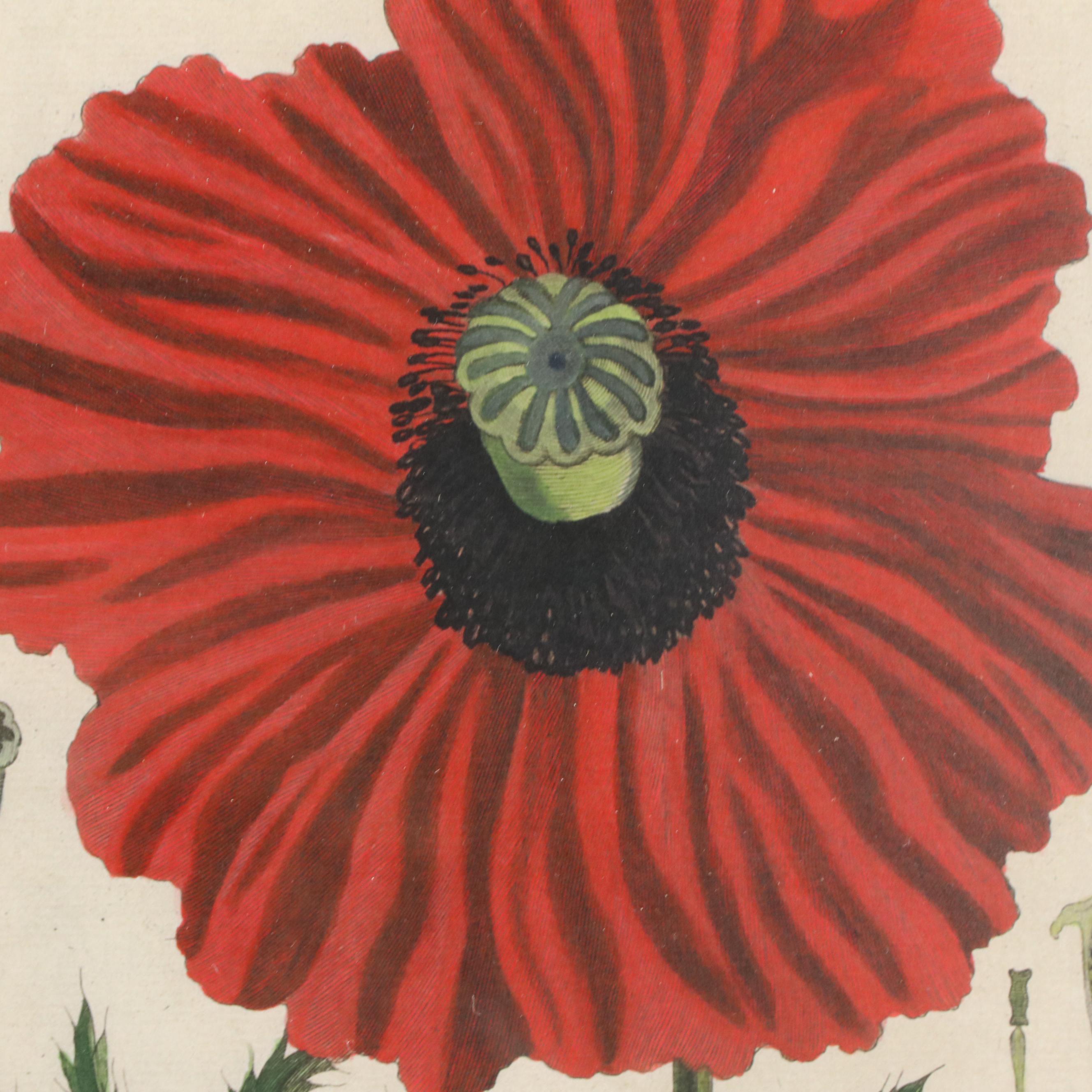 Botanical Digital Prints After Pierre-Joseph Buchoz