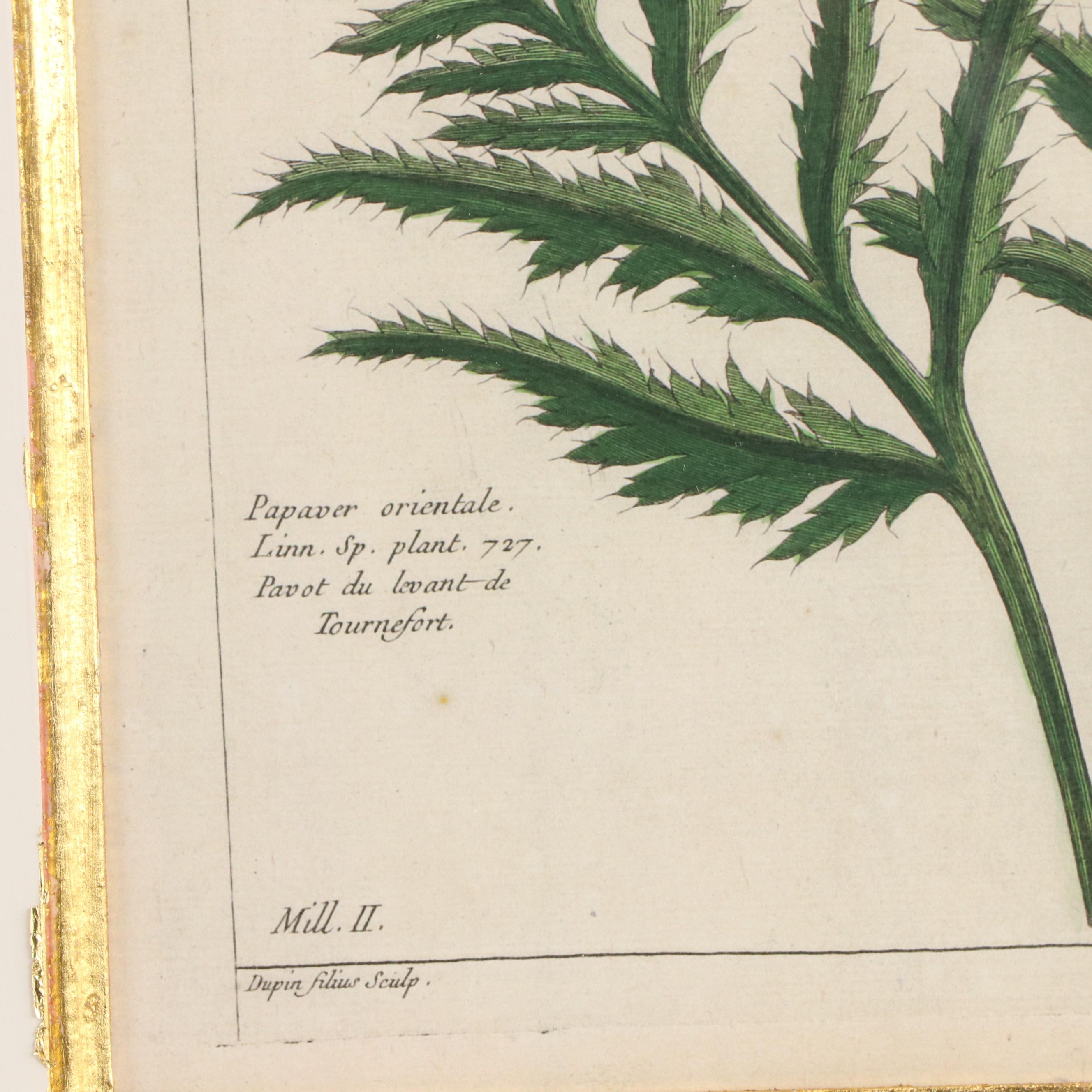 Botanical Digital Prints After Pierre-Joseph Buchoz