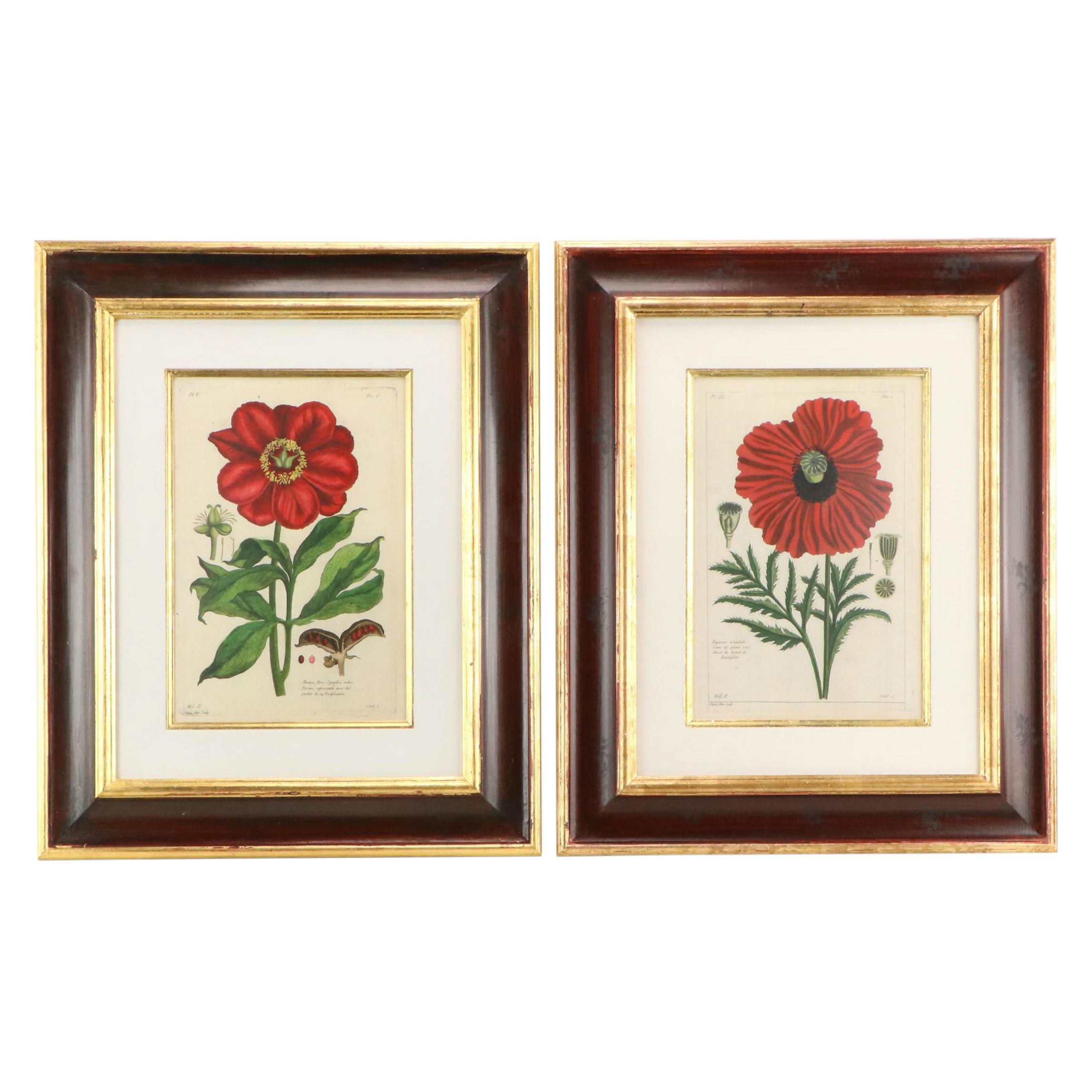 Botanical Digital Prints After Pierre-Joseph Buchoz