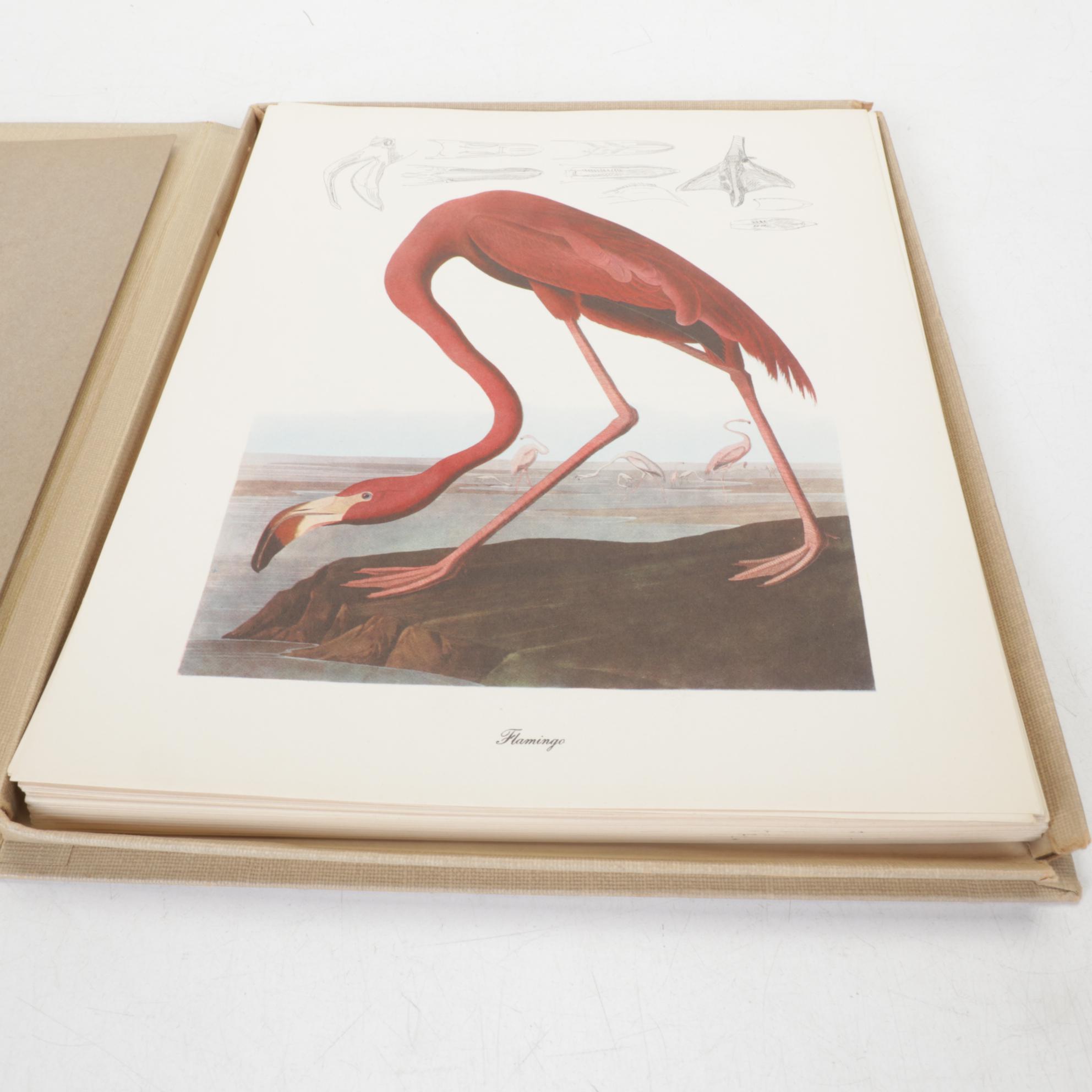 "Birds of America" Print Collection by Audubon and Roger Tory Peterson