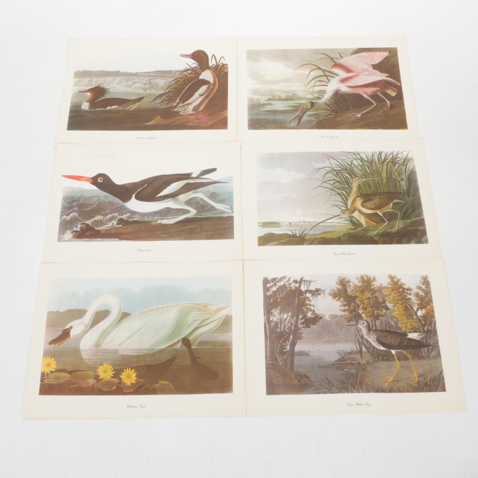 "Birds of America" Print Collection by Audubon and Roger Tory Peterson