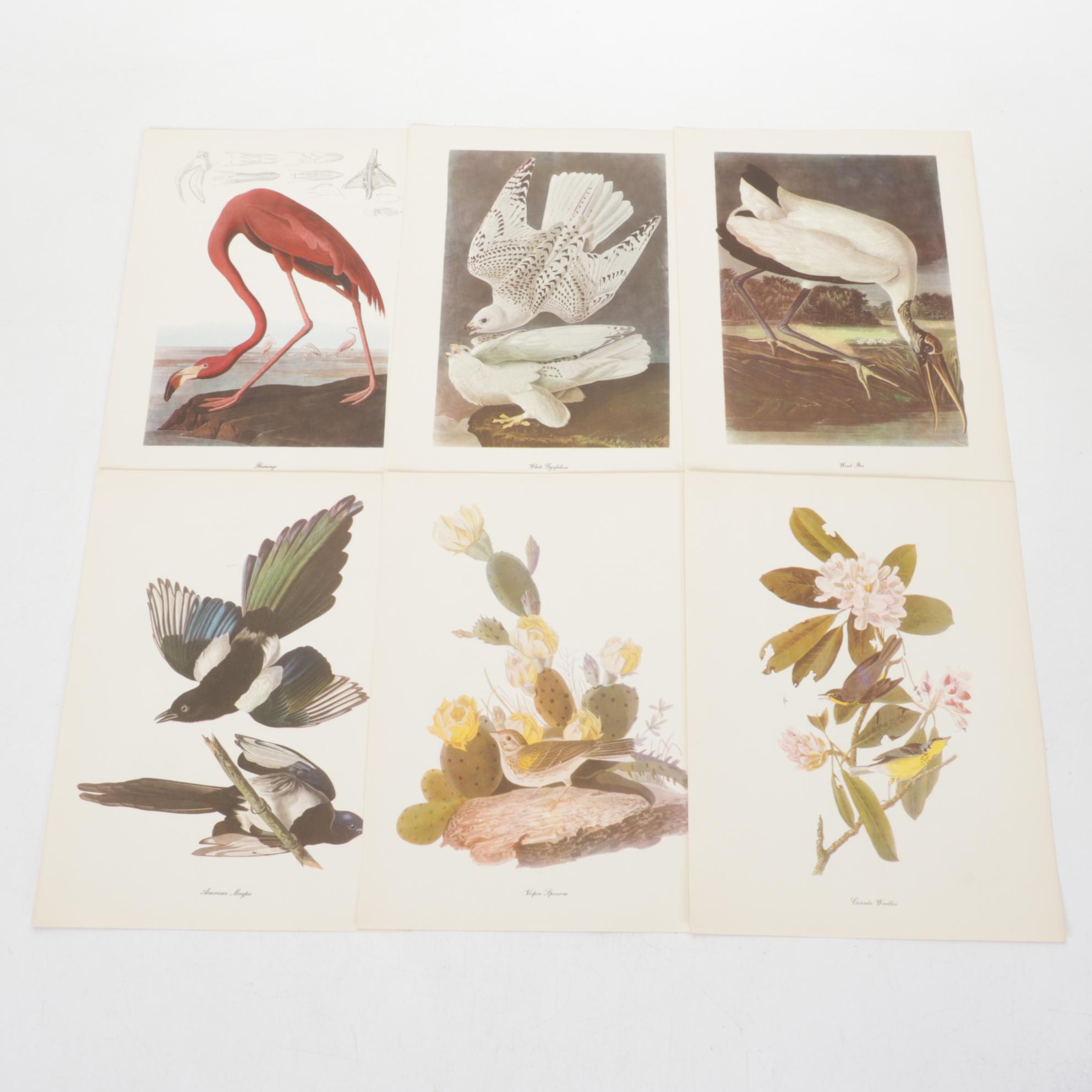"Birds of America" Print Collection by Audubon and Roger Tory Peterson