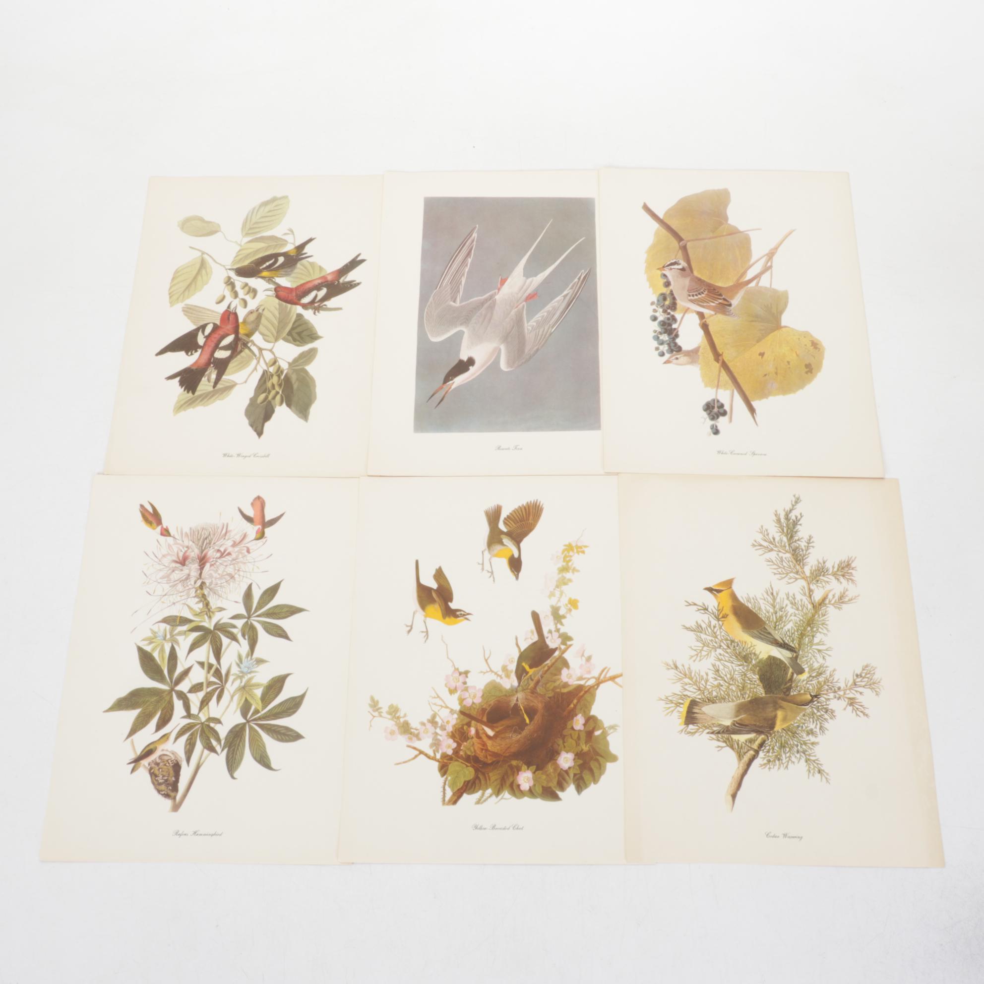 "Birds of America" Print Collection by Audubon and Roger Tory Peterson