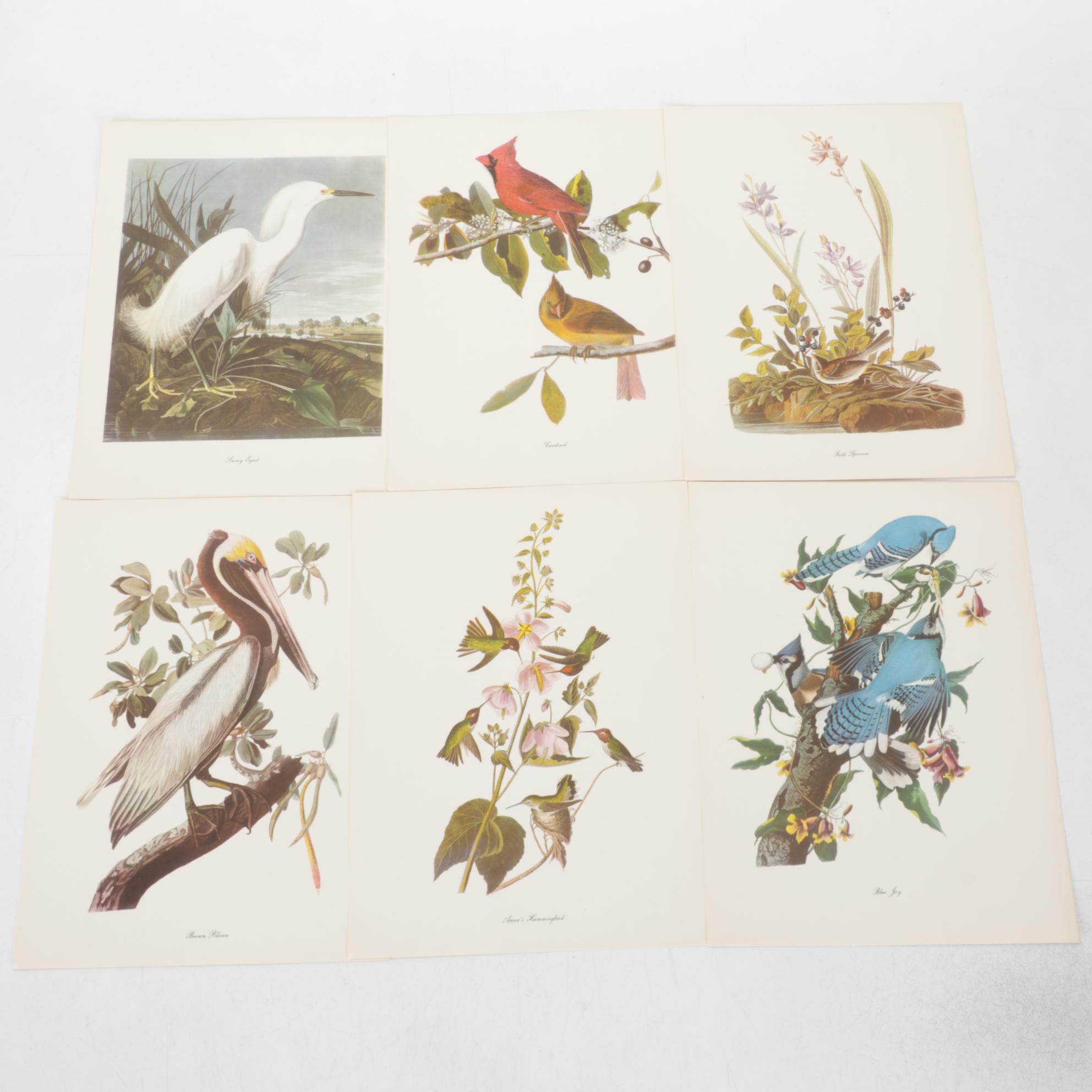"Birds of America" Print Collection by Audubon and Roger Tory Peterson