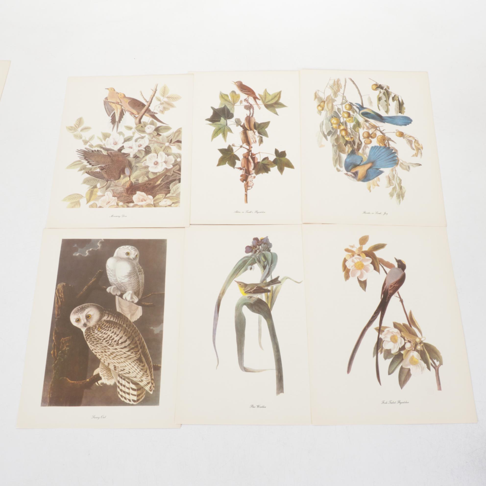 "Birds of America" Print Collection by Audubon and Roger Tory Peterson
