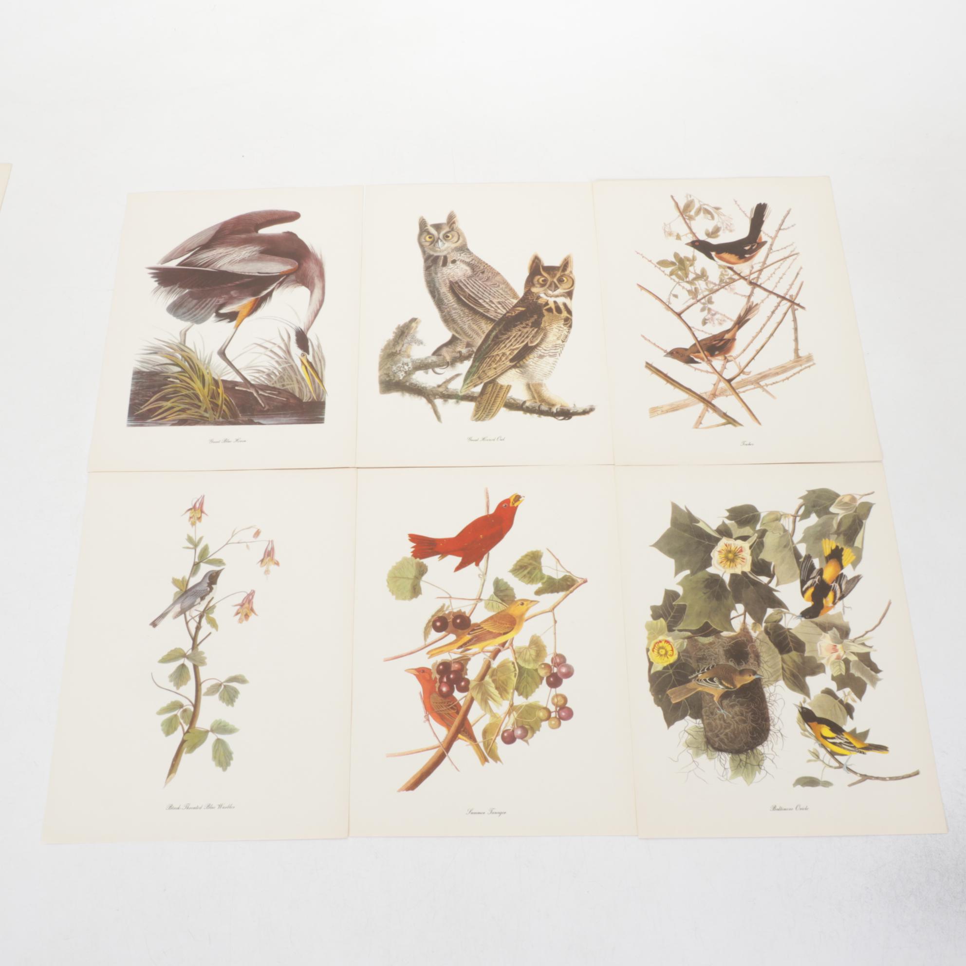 "Birds of America" Print Collection by Audubon and Roger Tory Peterson