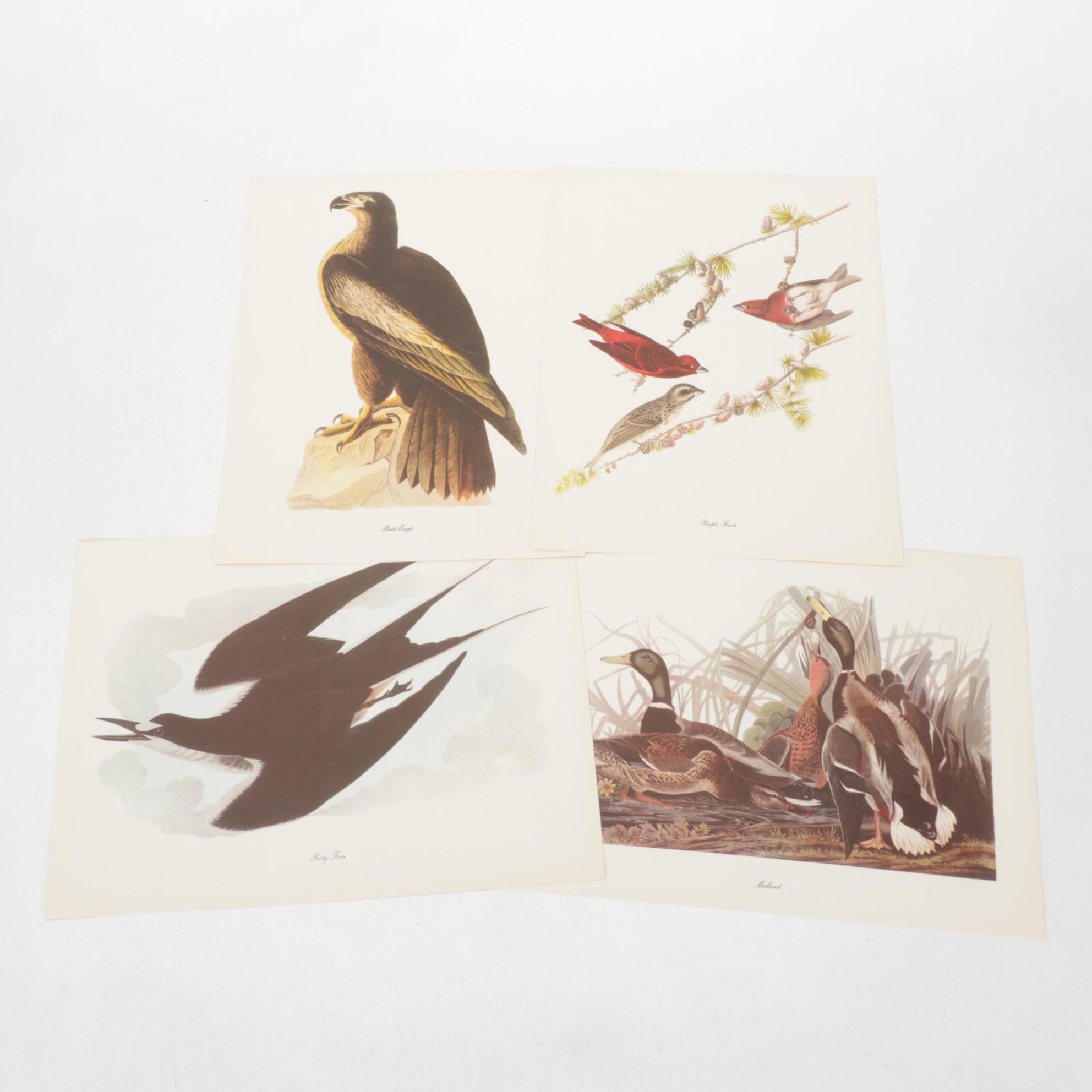"Birds of America" Print Collection by Audubon and Roger Tory Peterson