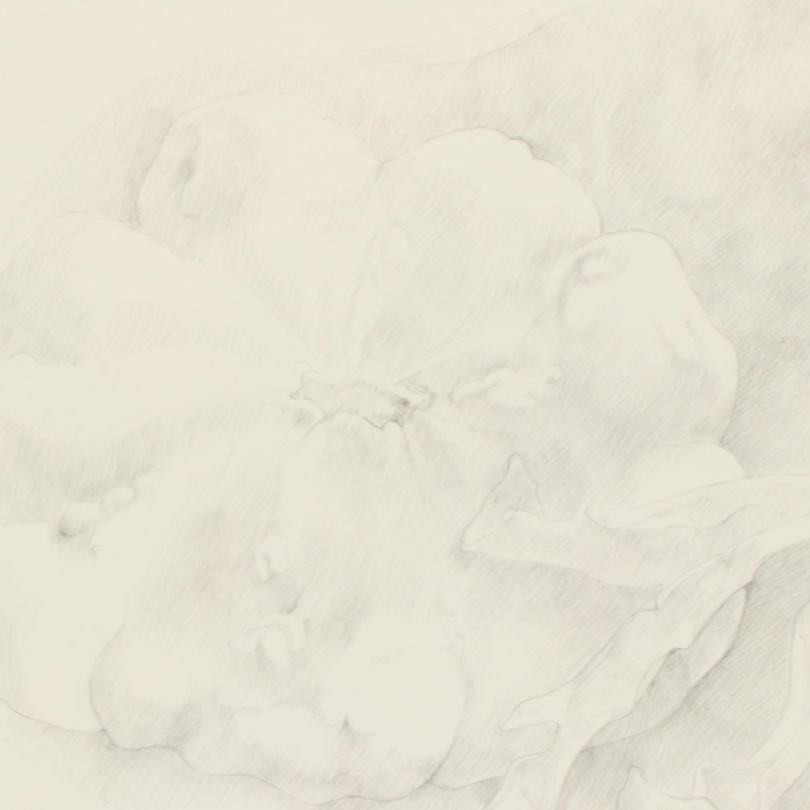 Patt Franklin Graphite Still Life Drawing "An Orchid and Two Patty Pan Squash"