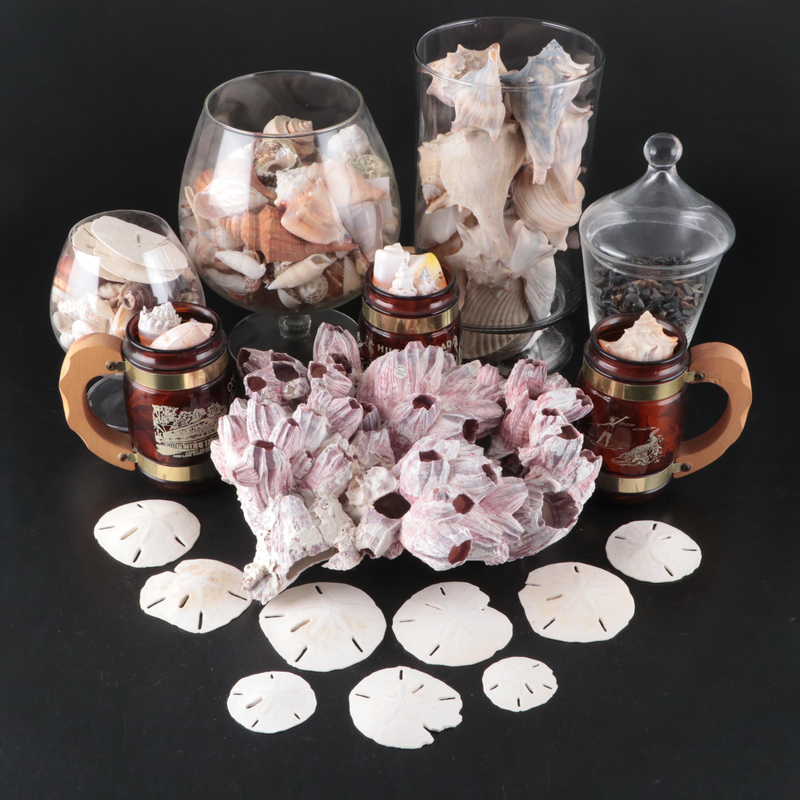 Sand Dollars, Barnacles, Fossil Shark Teeth, and More Shells in Glass Vessels