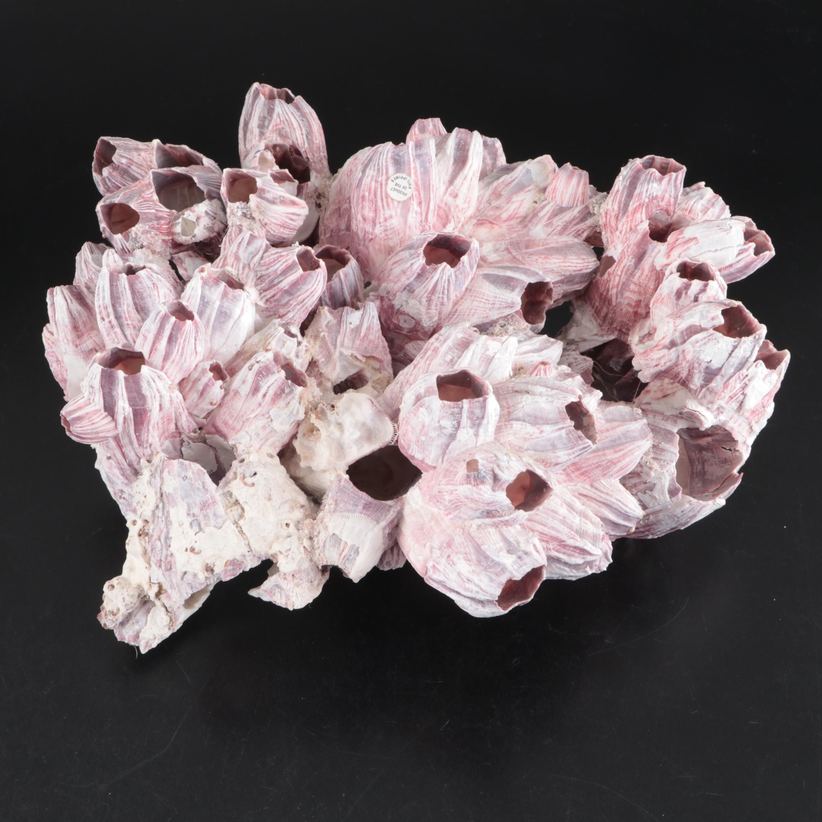 Sand Dollars, Barnacles, Fossil Shark Teeth, and More Shells in Glass Vessels