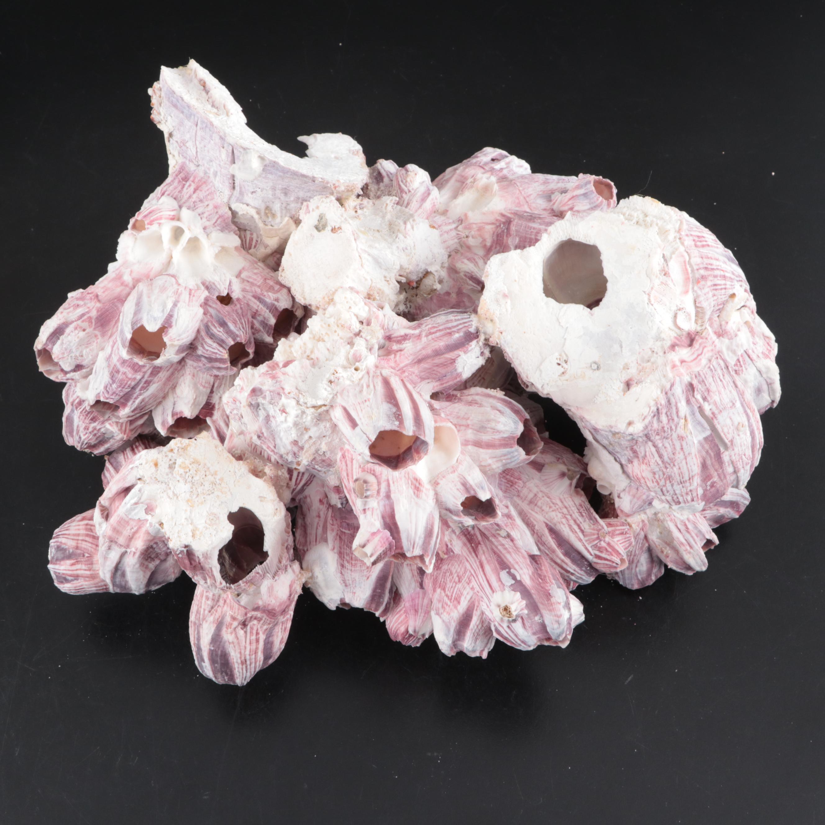 Sand Dollars, Barnacles, Fossil Shark Teeth, and More Shells in Glass Vessels