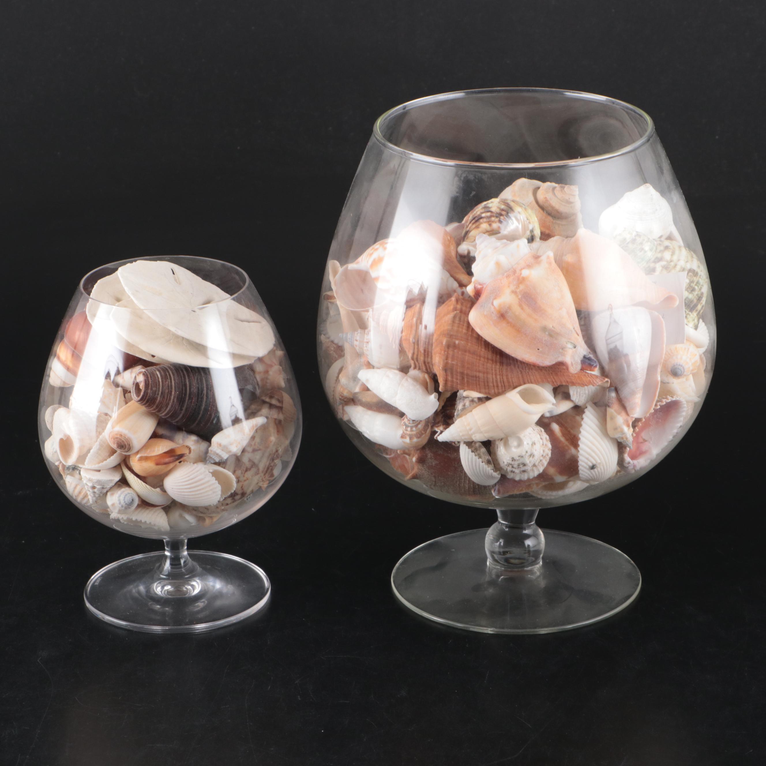 Sand Dollars, Barnacles, Fossil Shark Teeth, and More Shells in Glass Vessels