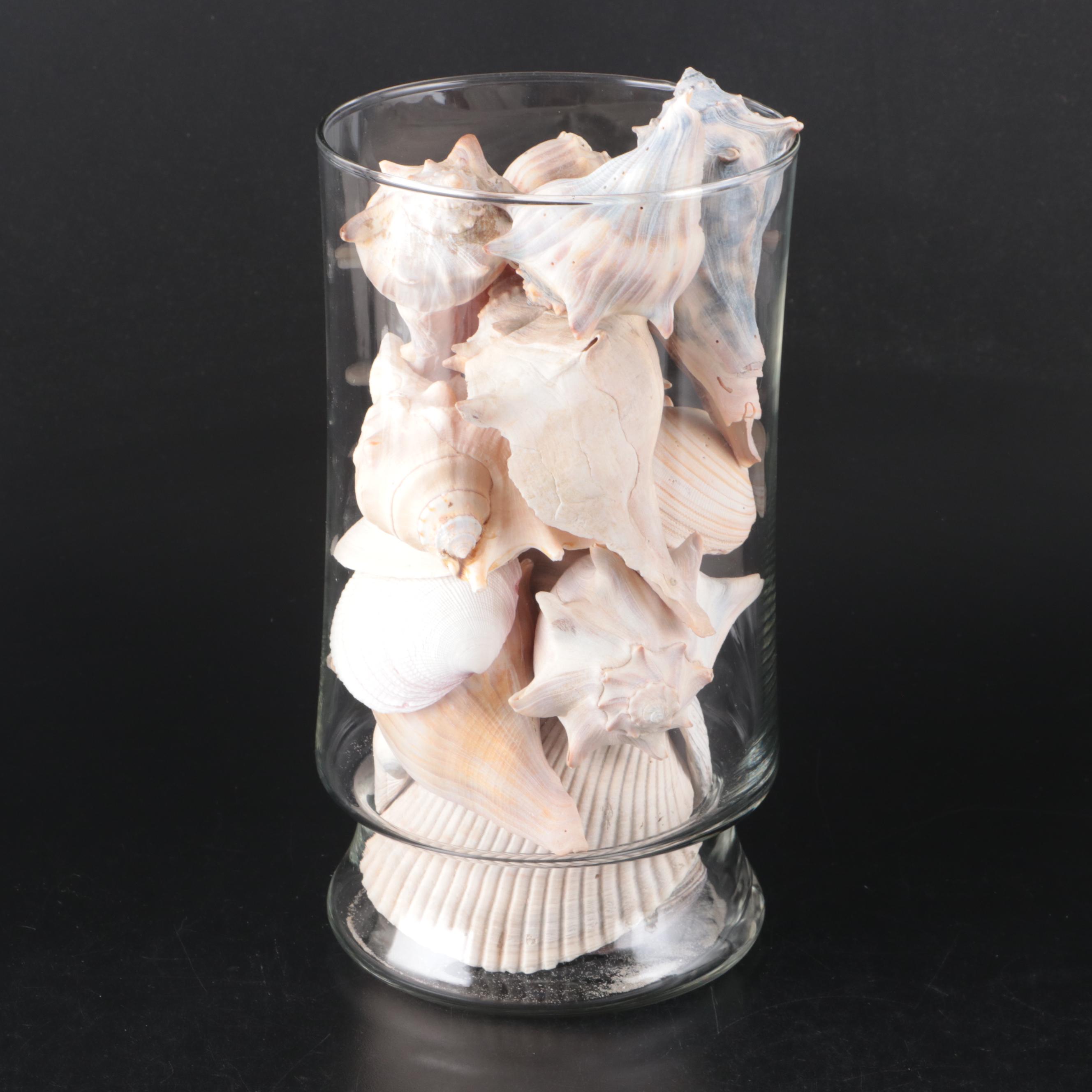 Sand Dollars, Barnacles, Fossil Shark Teeth, and More Shells in Glass Vessels